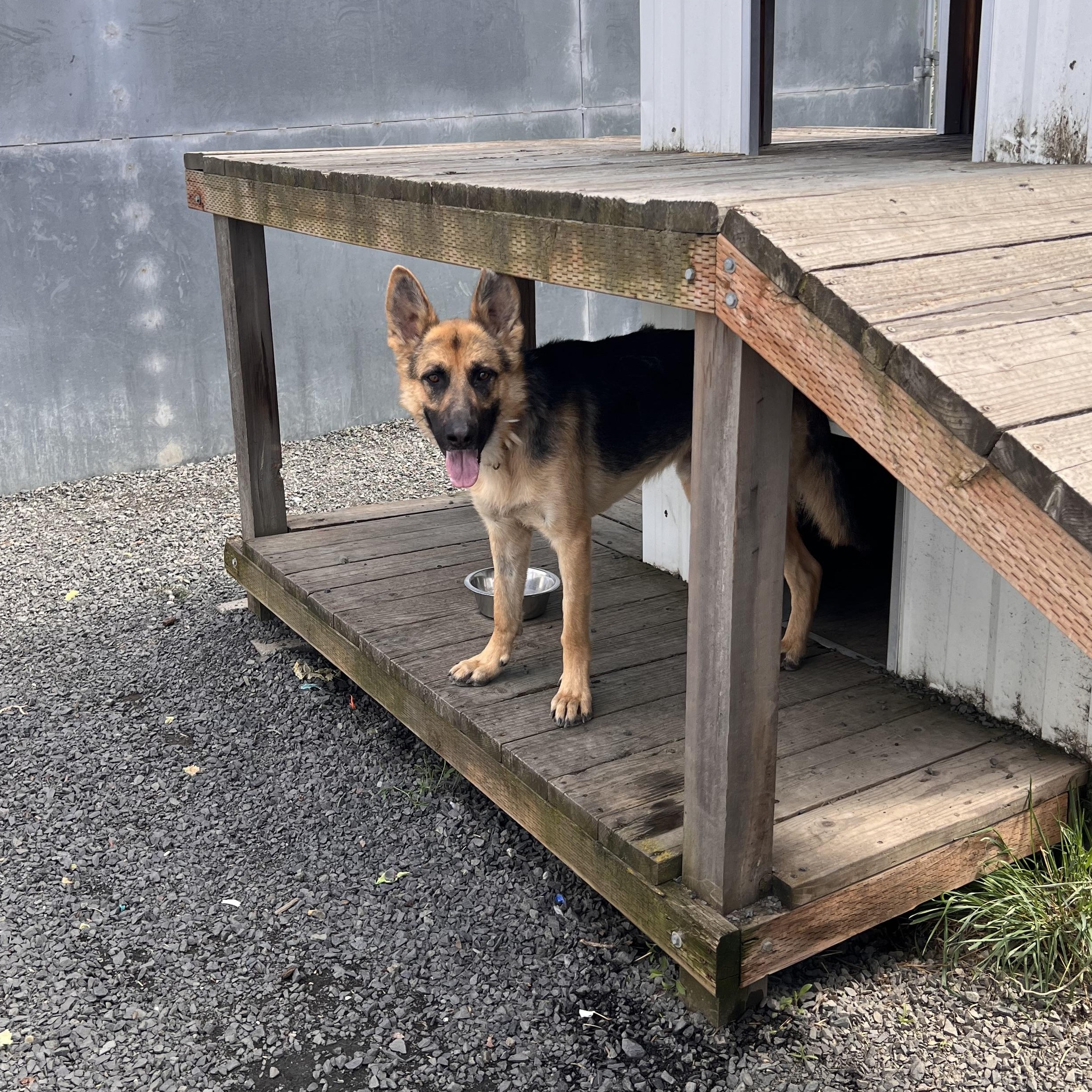 Enlarge Sinclair, a Adoptable German Shepherd Dog in Moscow, ID image 5/6