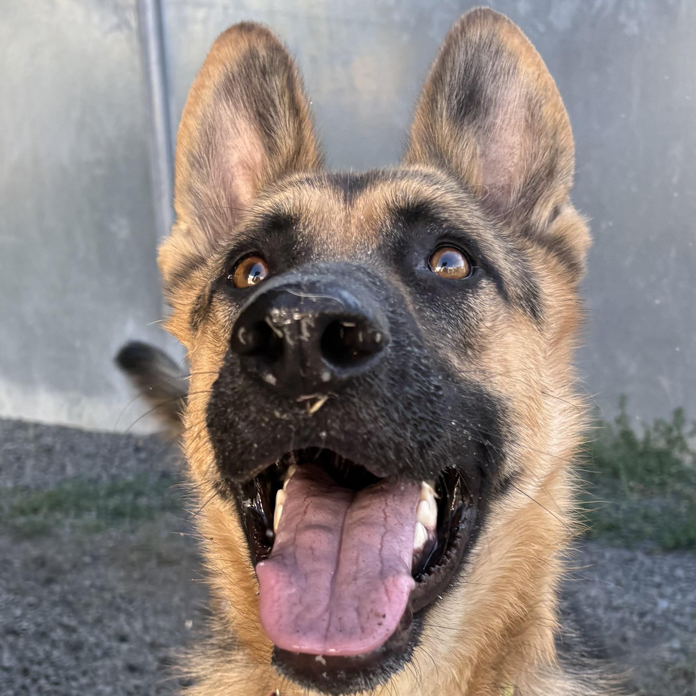Enlarge Sinclair, a Adoptable German Shepherd Dog in Moscow, ID image 3/6