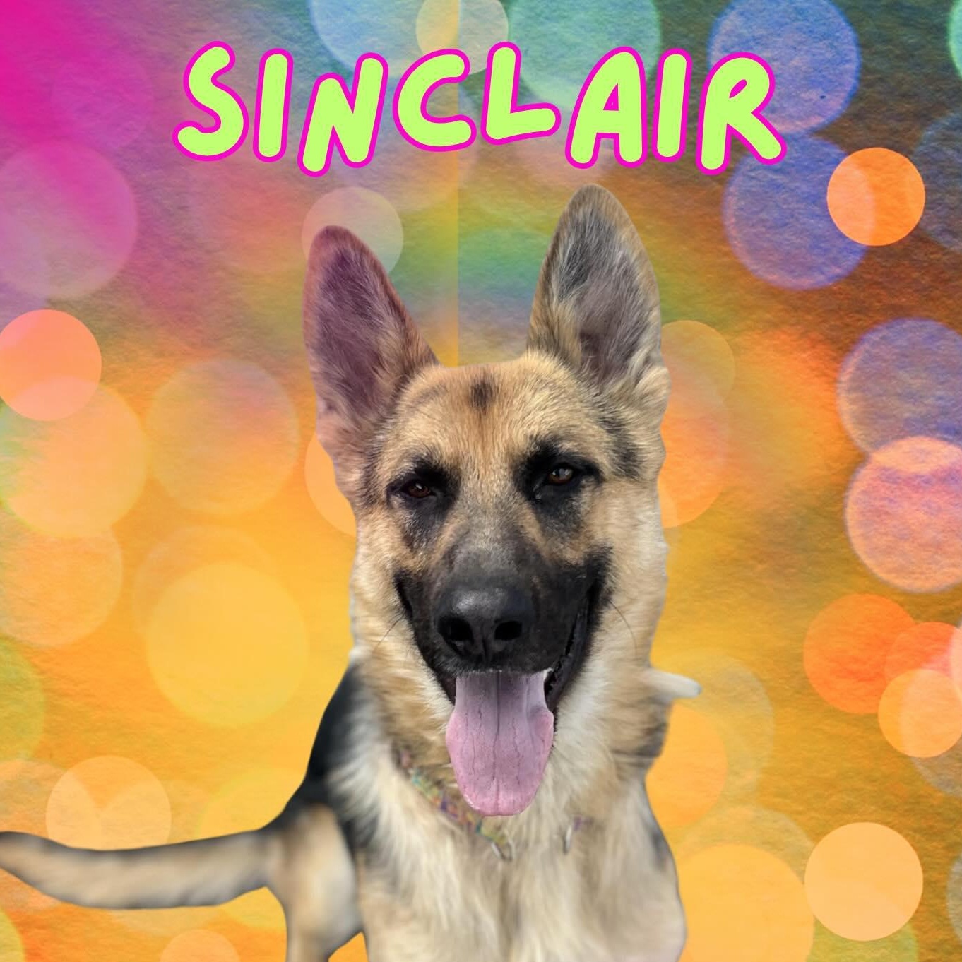 Enlarge Sinclair, a Adoptable German Shepherd Dog in Moscow, ID image 6/6