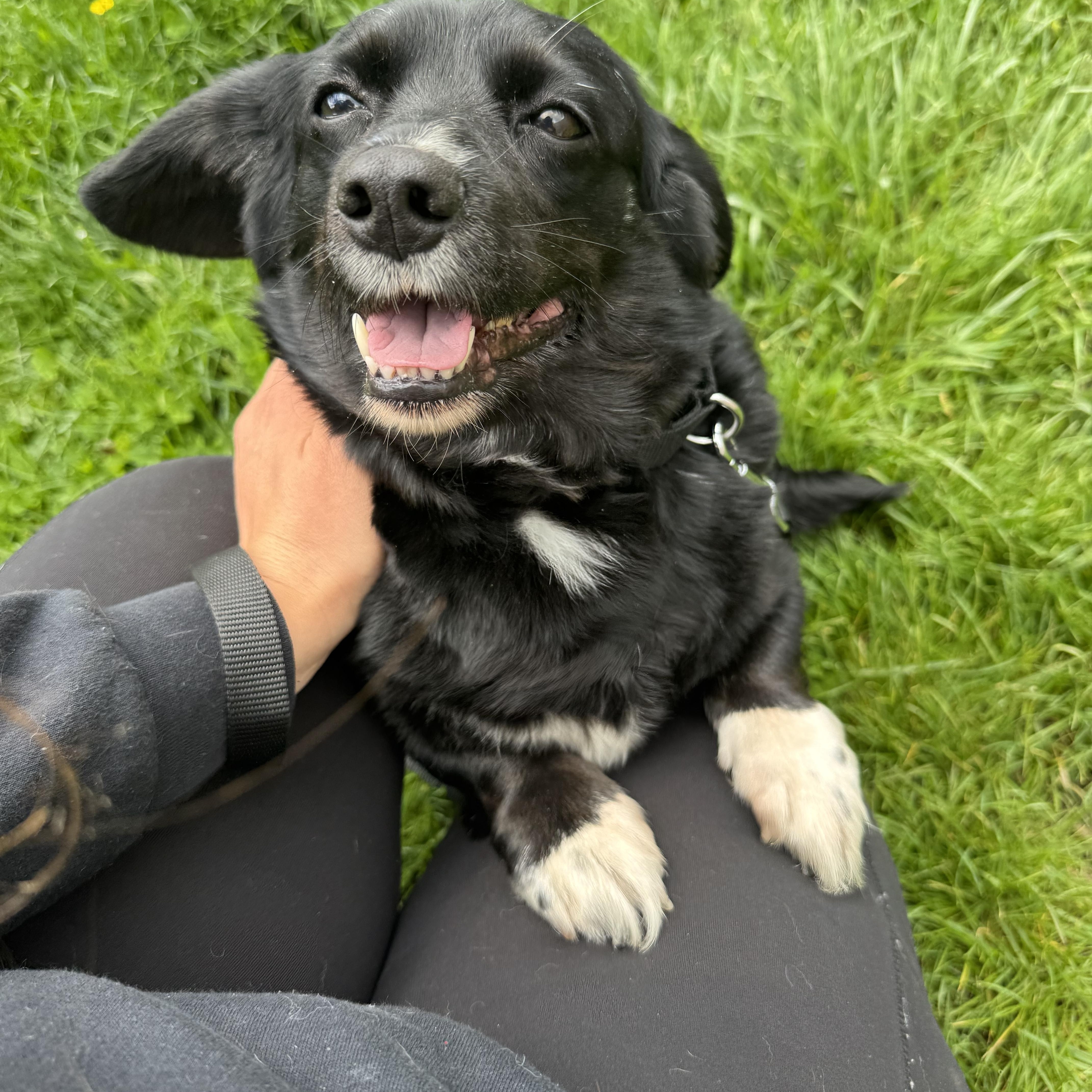 Enlarge Mabel, a ADOPTABLE mixed breed in Kutztown, PA image 1/6