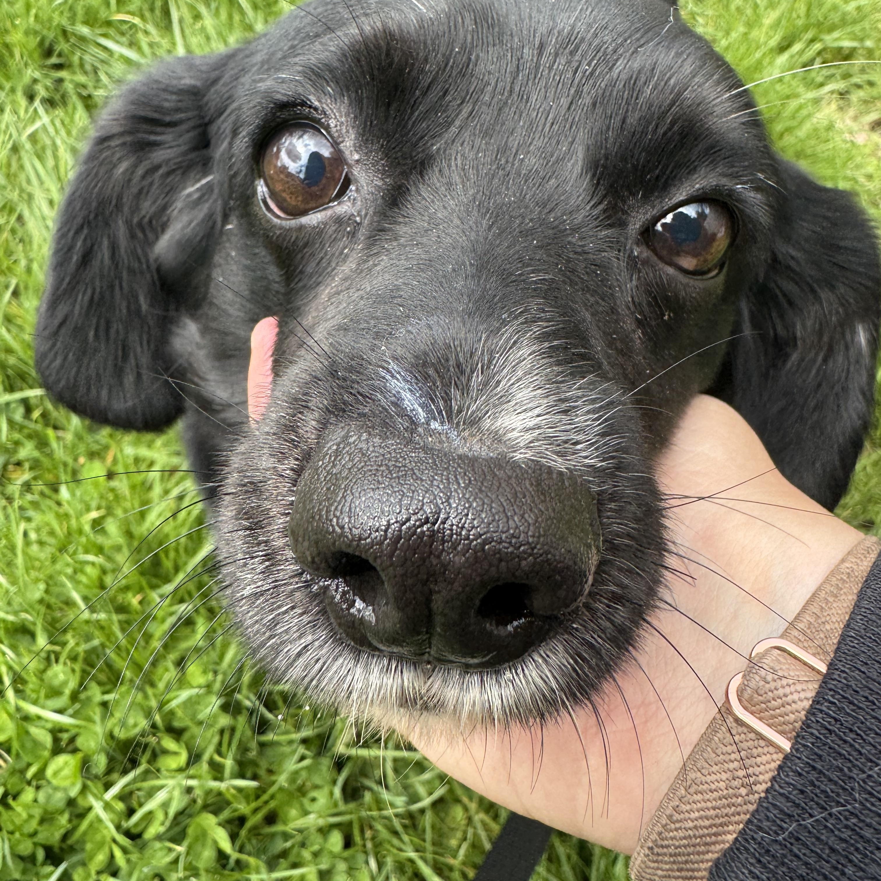 Enlarge Mabel, a ADOPTABLE mixed breed in Kutztown, PA image 3/6