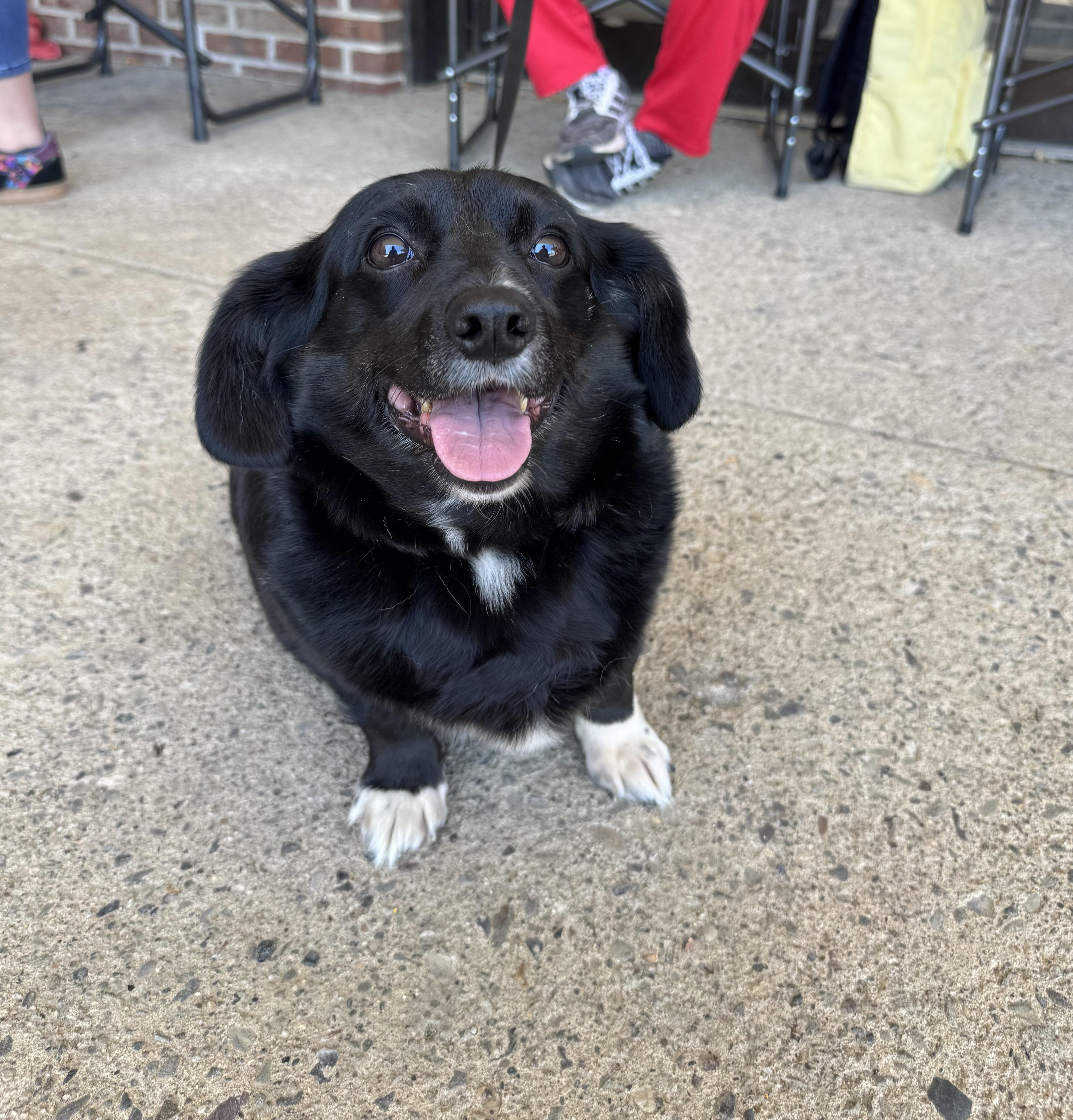 Enlarge Mabel, a ADOPTABLE mixed breed in Kutztown, PA image 2/6