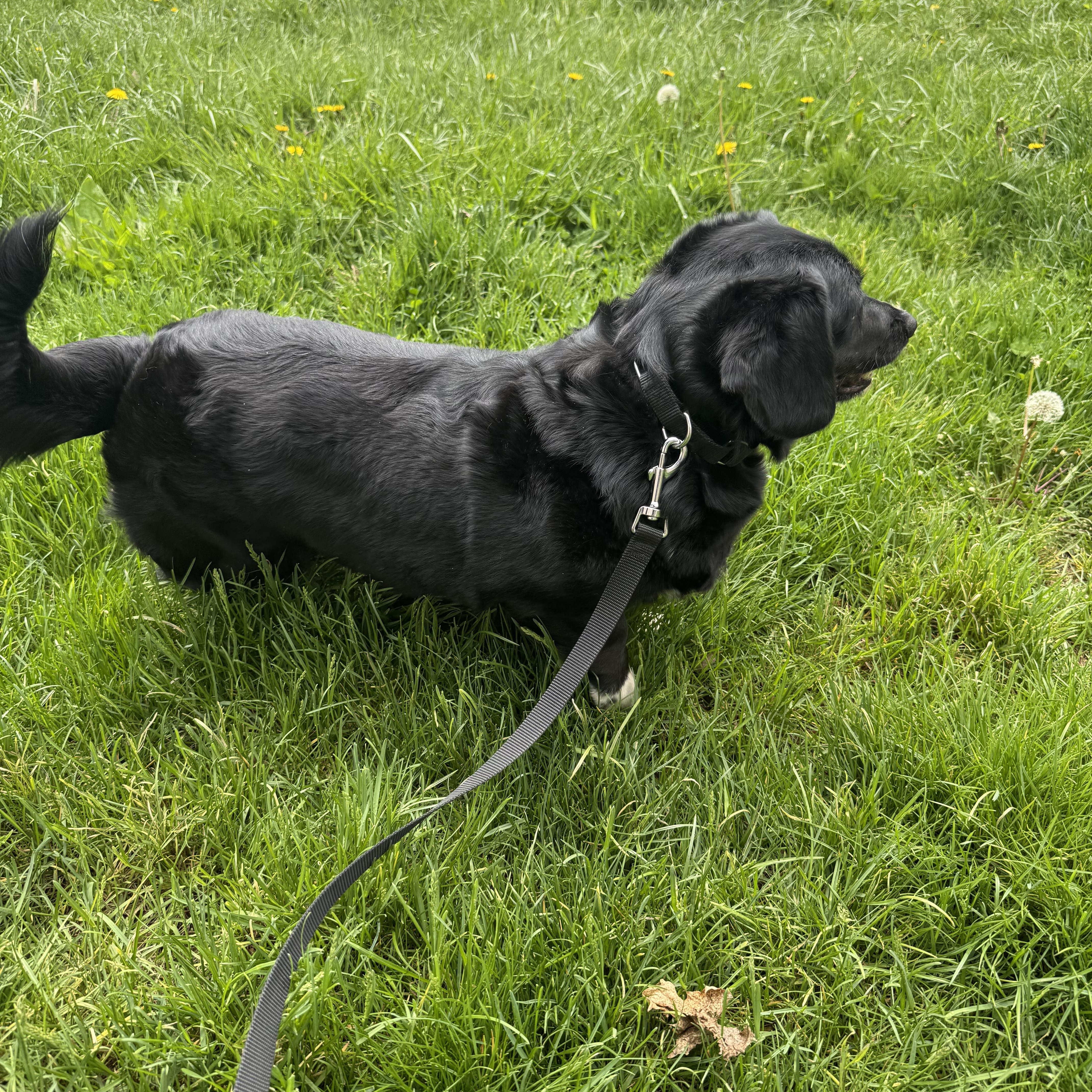 Enlarge Mabel, a ADOPTABLE mixed breed in Kutztown, PA image 6/6