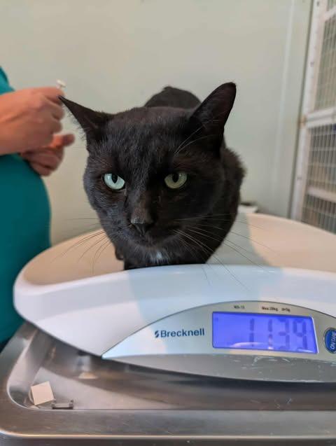 Squash, Adoptable, Adult Male Domestic Short Hair.