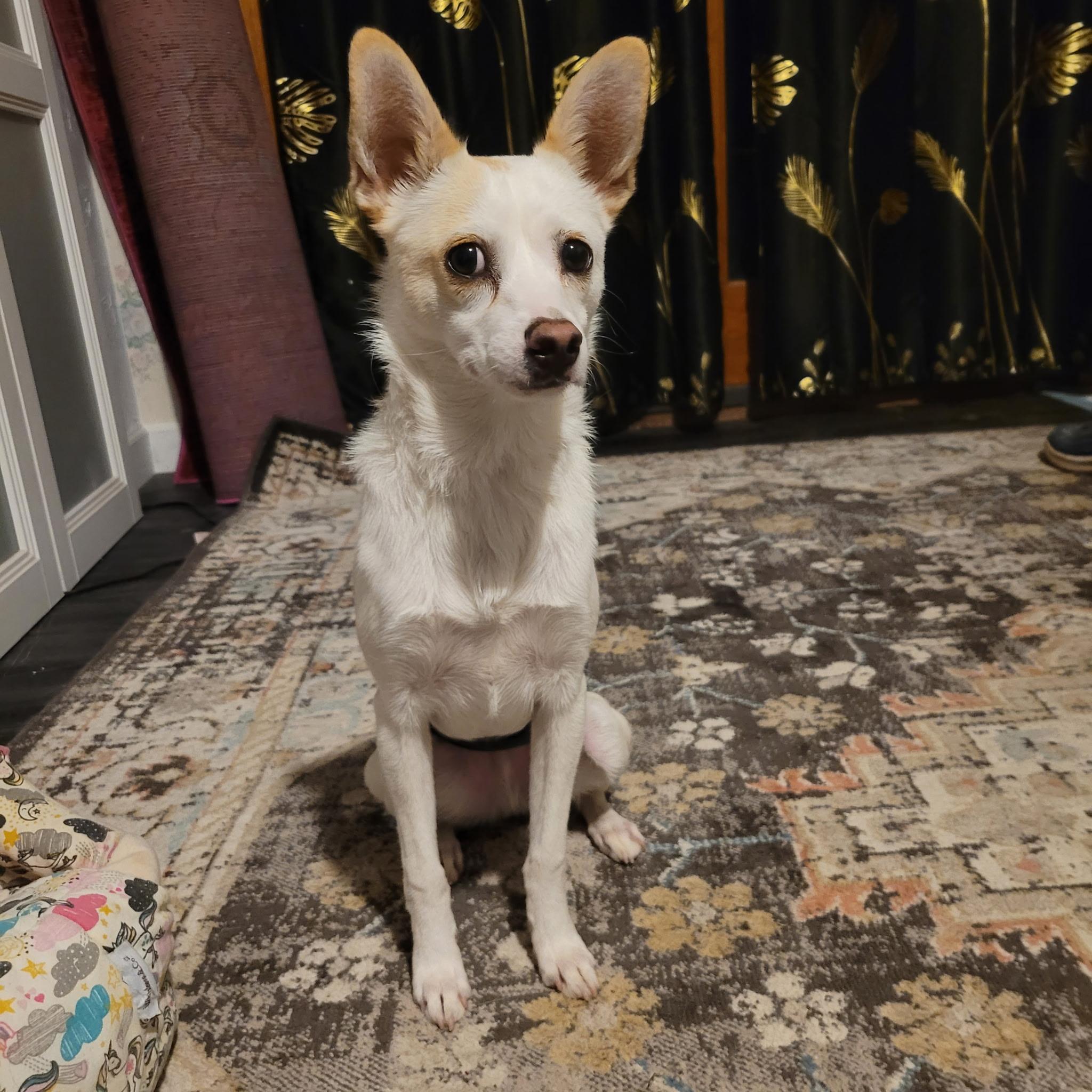 Asadero , ADOPTABLE, Puppy Male Chihuahua.