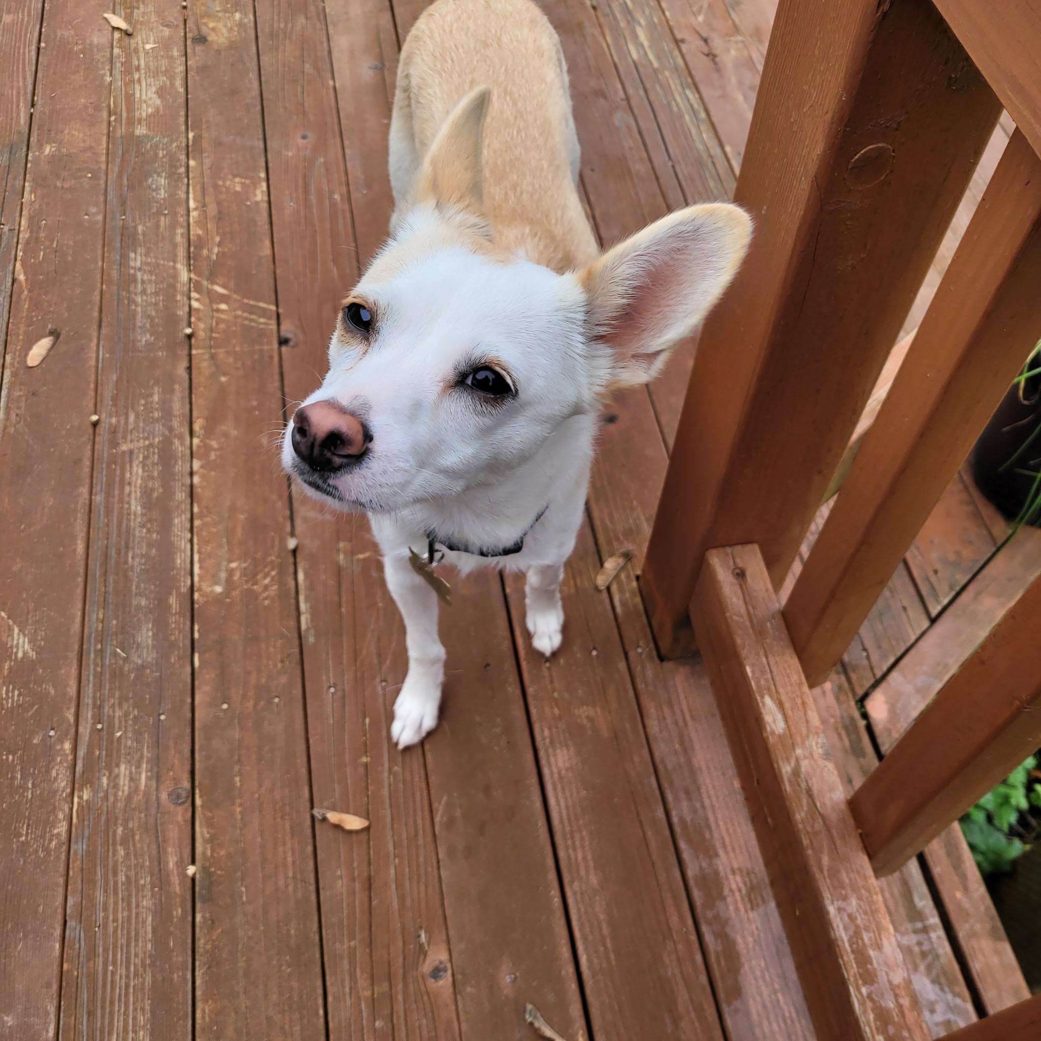 Enlarge Asadero , a ADOPTABLE mixed breed in Lacey, WA image 2/5