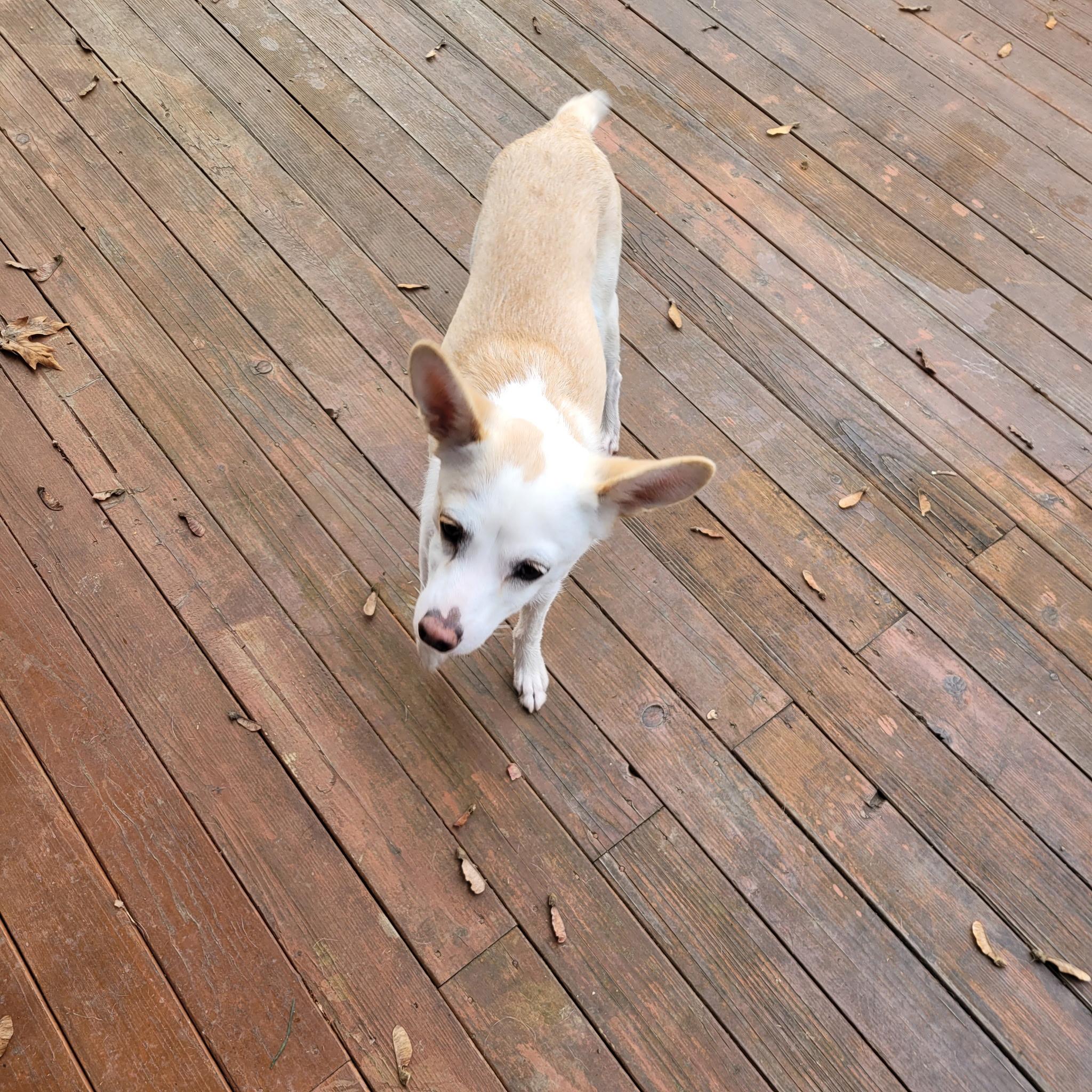 Enlarge Asadero , a ADOPTABLE mixed breed in Lacey, WA image 3/5