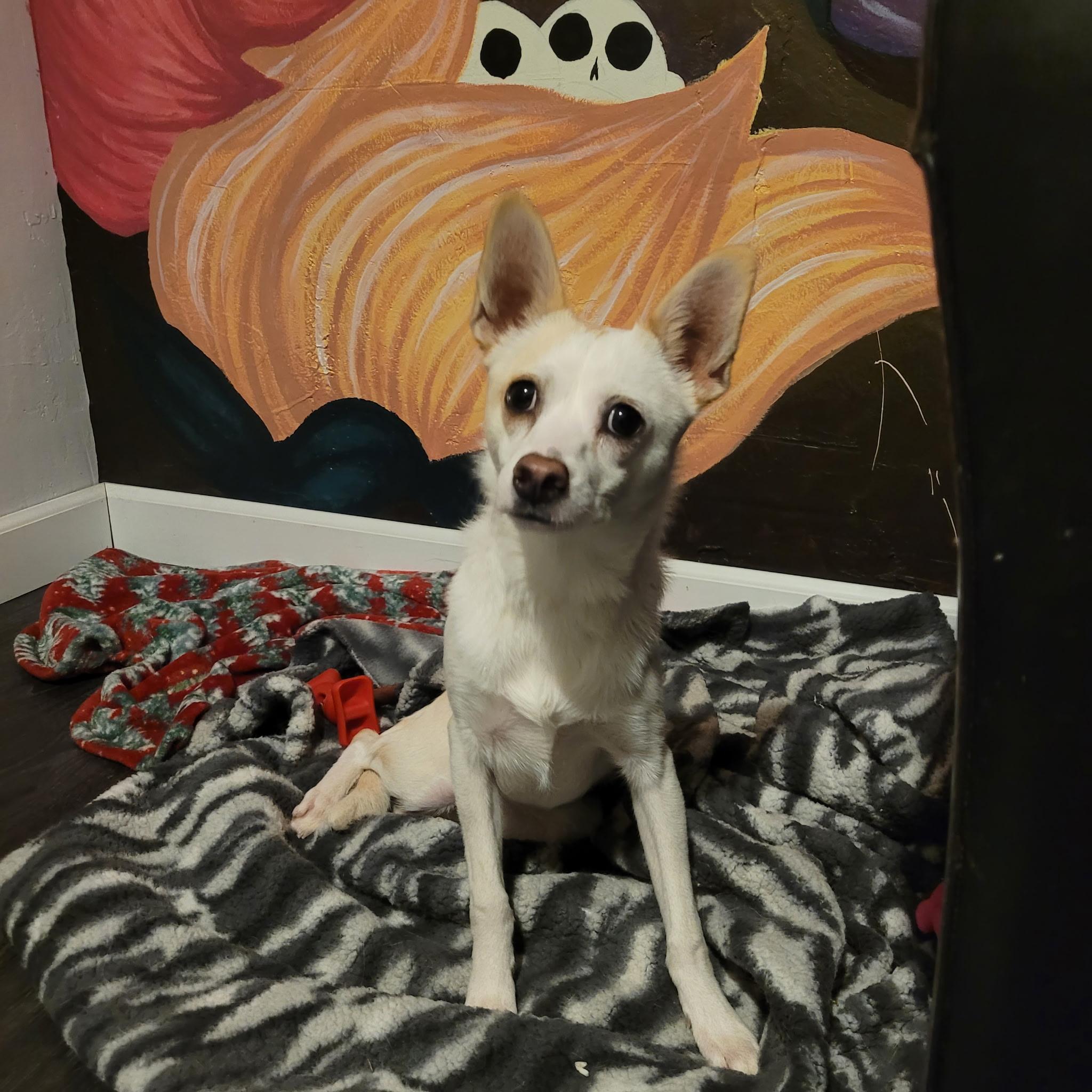 Enlarge Asadero , a ADOPTABLE mixed breed in Lacey, WA image 4/5