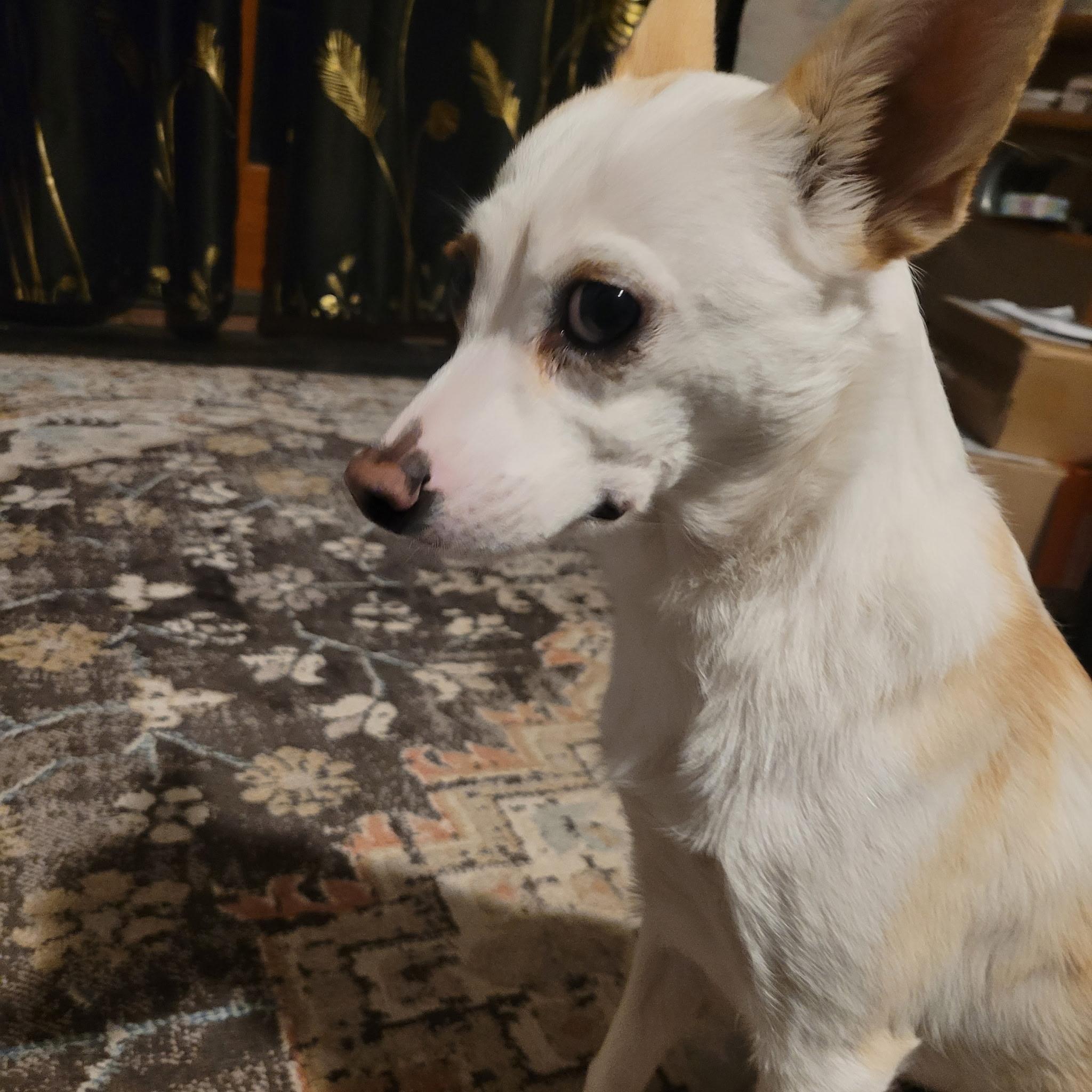 Enlarge Asadero , a ADOPTABLE mixed breed in Lacey, WA image 5/5