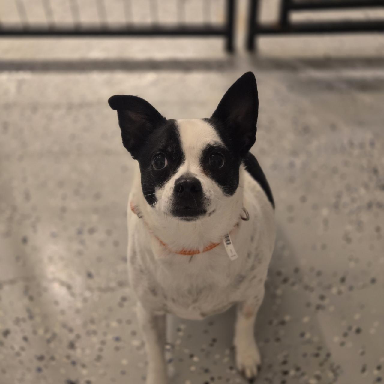 Lucky, ADOPTABLE, Adult Male Chihuahua.