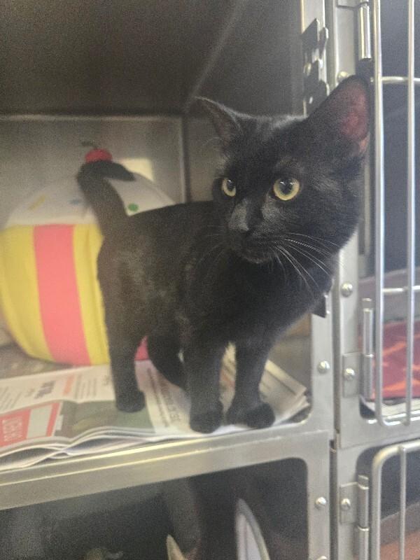 Mr. Thumbs, a Adoptable Domestic Short Hair in Cortland, NY image 1/2