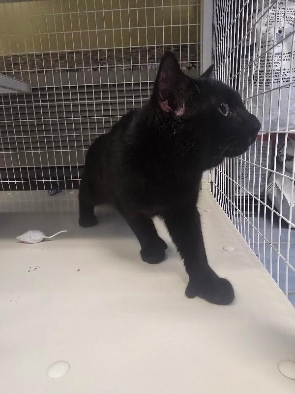 Mr. Thumbs, a Adoptable Domestic Short Hair in Cortland, NY image 2/2