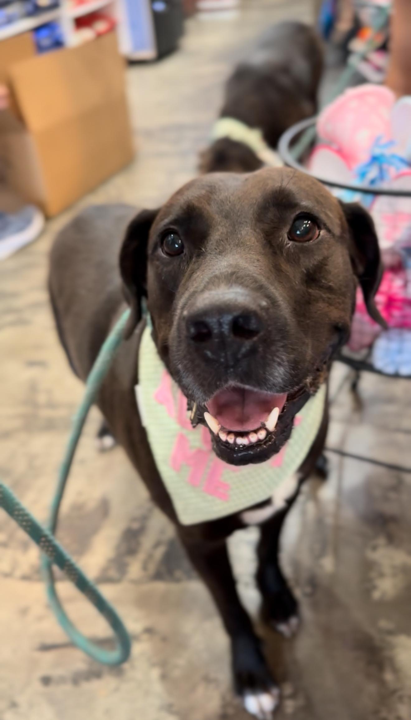 Enlarge REX, "Rexie the Bestie", a Adoptable mixed breed in Houston, TX image 2/6