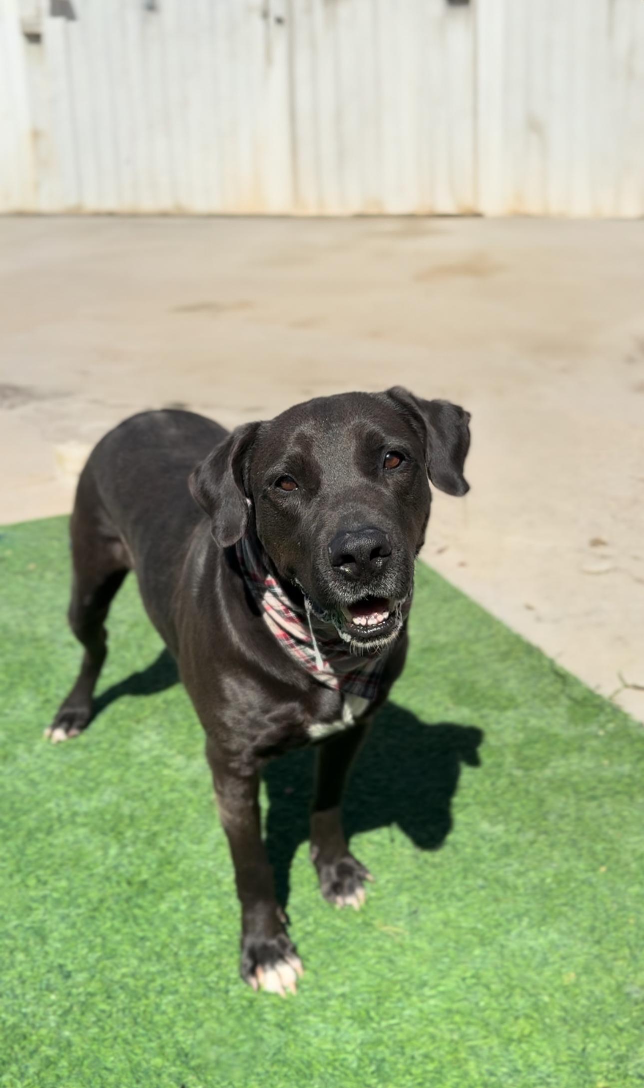 Enlarge REX, "Rexie the Bestie", a Adoptable mixed breed in Houston, TX image 3/6