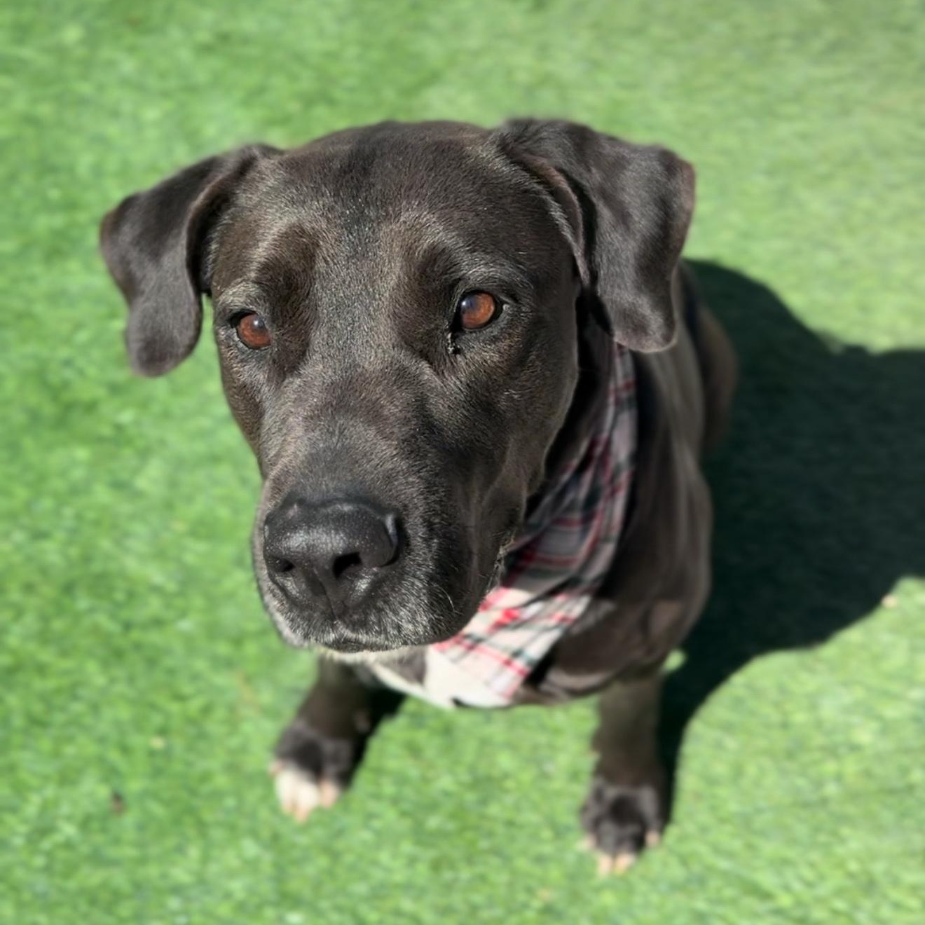 Enlarge REX, "Rexie the Bestie", a Adoptable mixed breed in Houston, TX image 4/6
