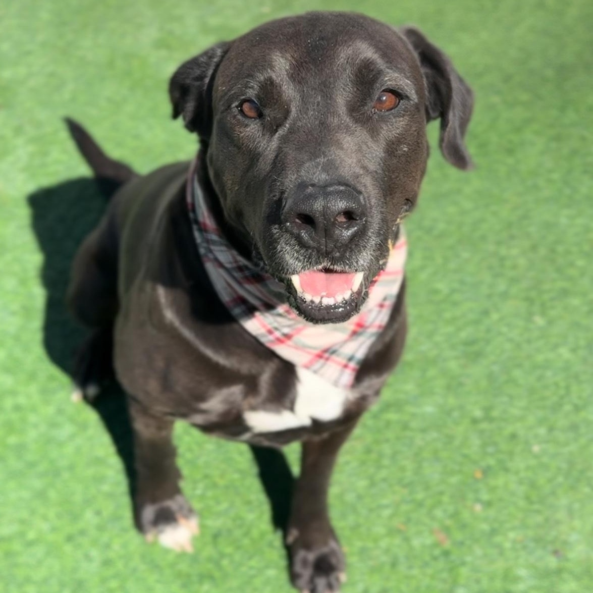 Enlarge REX, "Rexie the Bestie", a Adoptable mixed breed in Houston, TX image 1/6