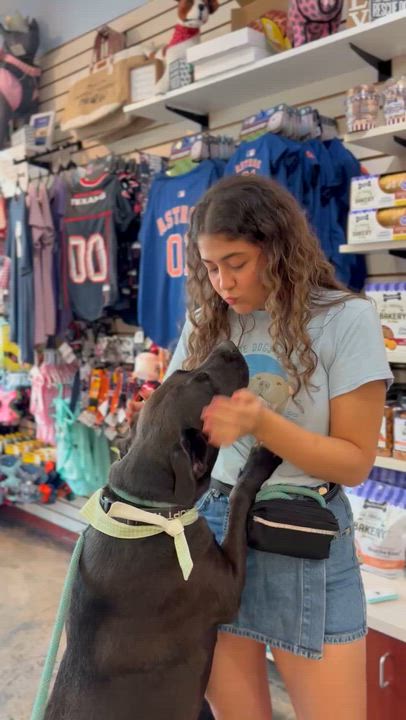 Enlarge REX, "Rexie the Bestie", a Adoptable mixed breed in Houston, TX video 6/6