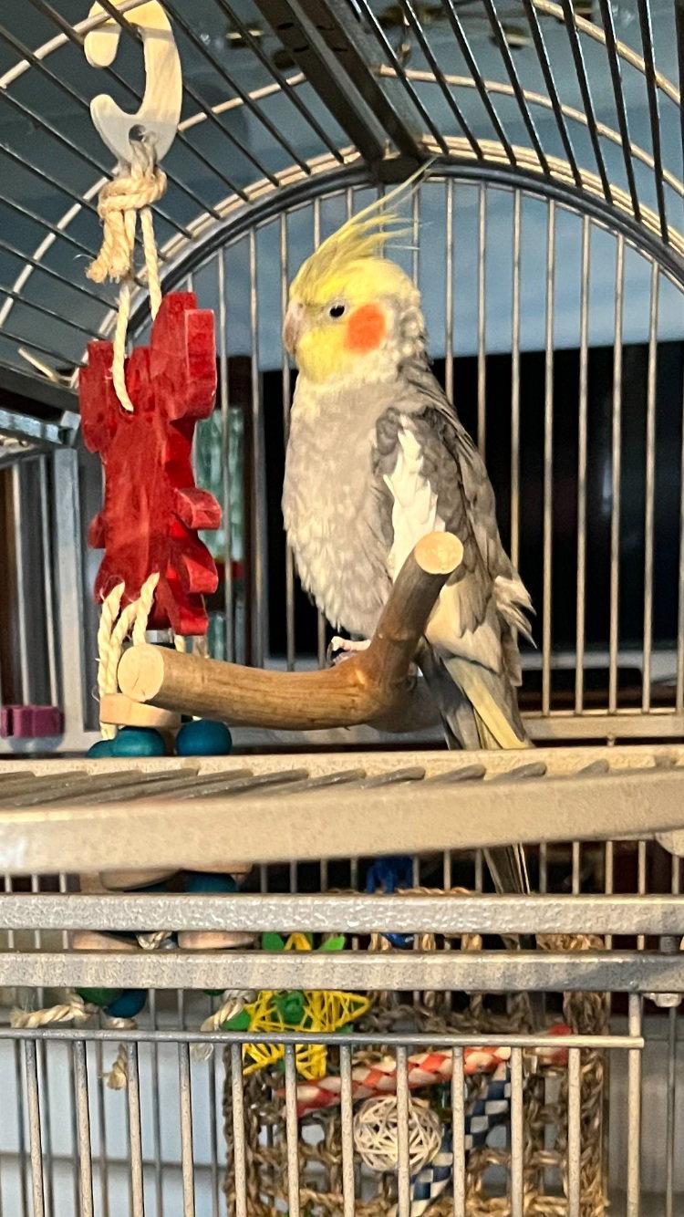 Circe, Adopted, Adult Male Cockatiel.