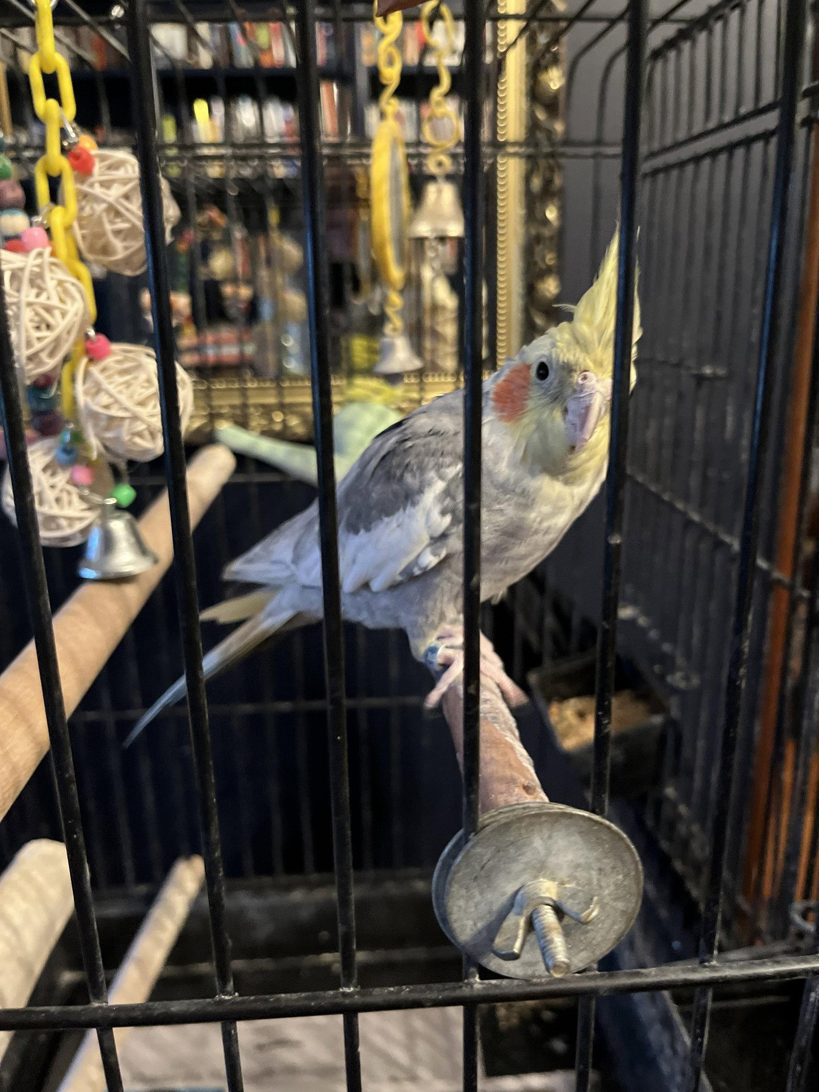 Circe, a Adopted Cockatiel in Belford, NJ image 2/3