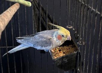 Circe, a Adopted Cockatiel in Belford, NJ image 3/3