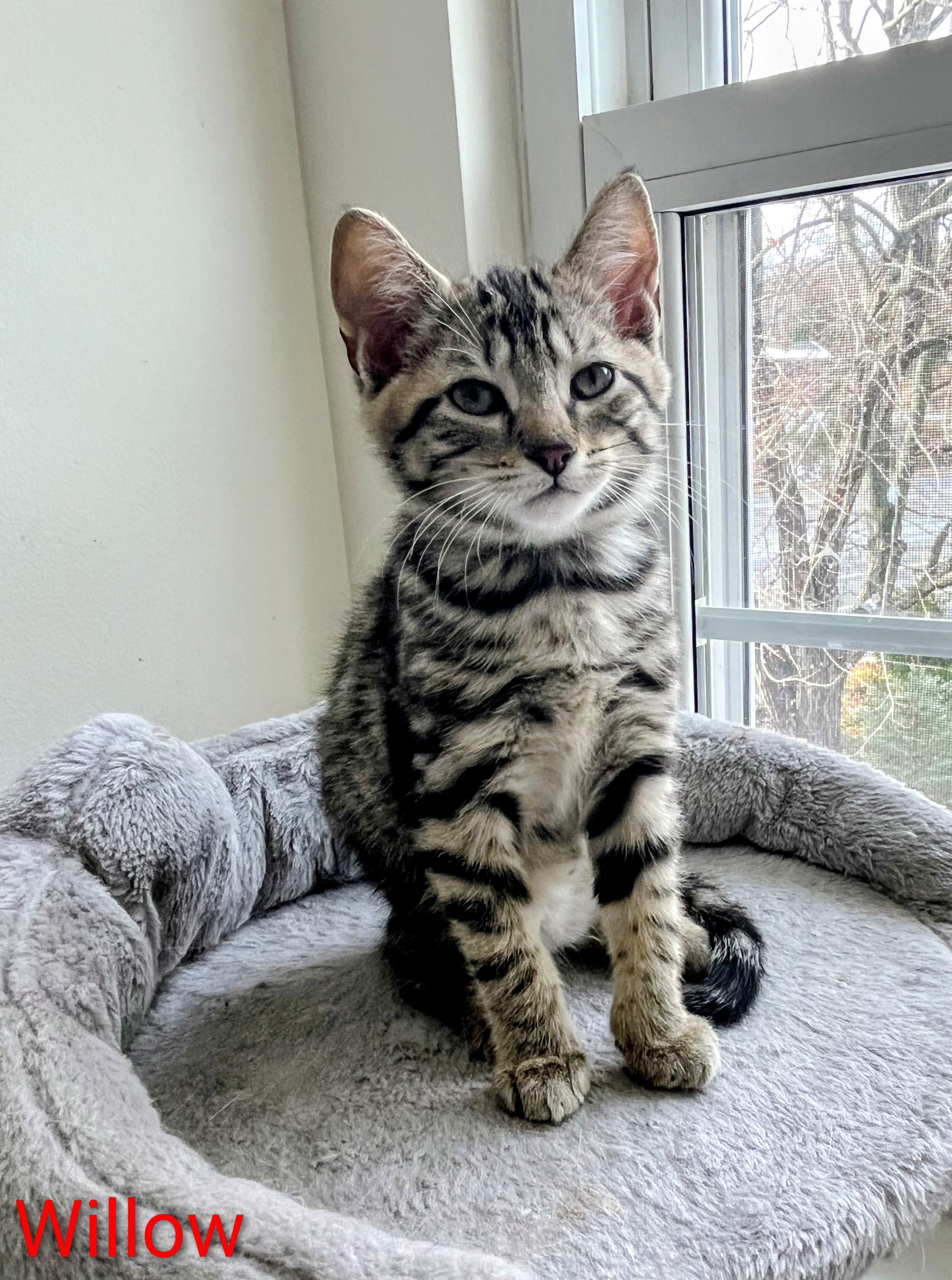 Willow, ADOPTABLE, Kitten Female Domestic Short Hair.