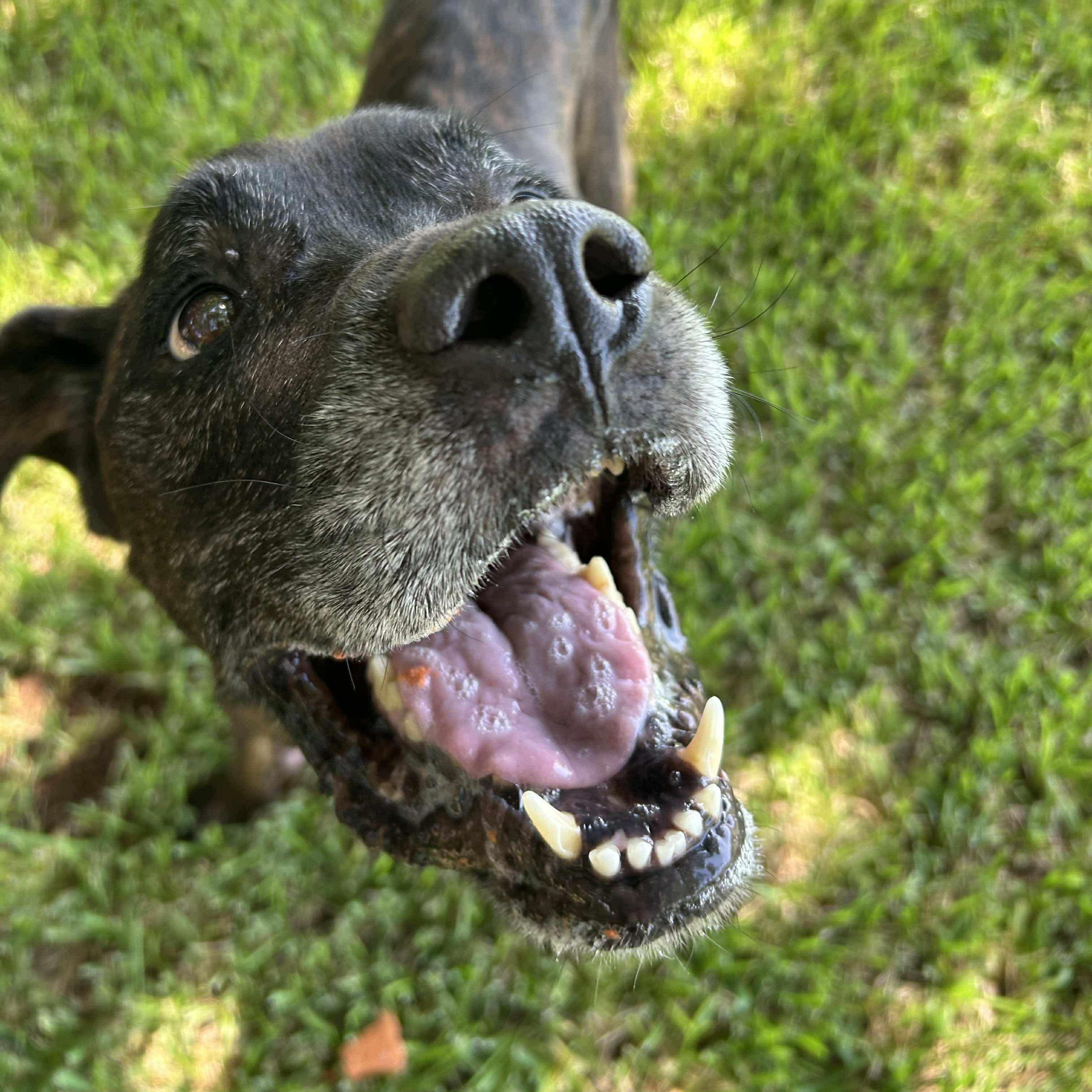Enlarge Major, a Adoptable mixed breed in Salem, NH image 5/5