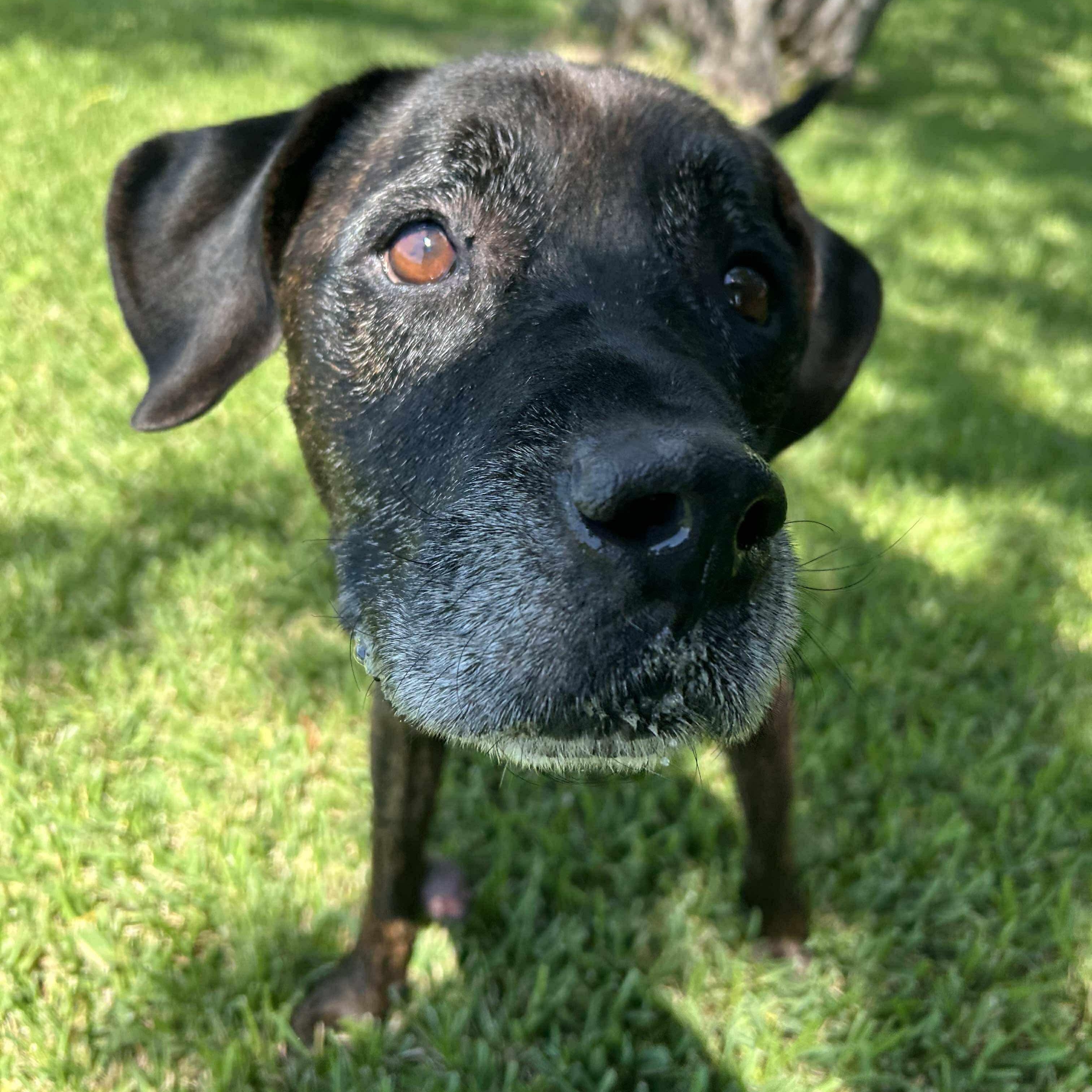Enlarge Major, a Adoptable mixed breed in Salem, NH image 1/5