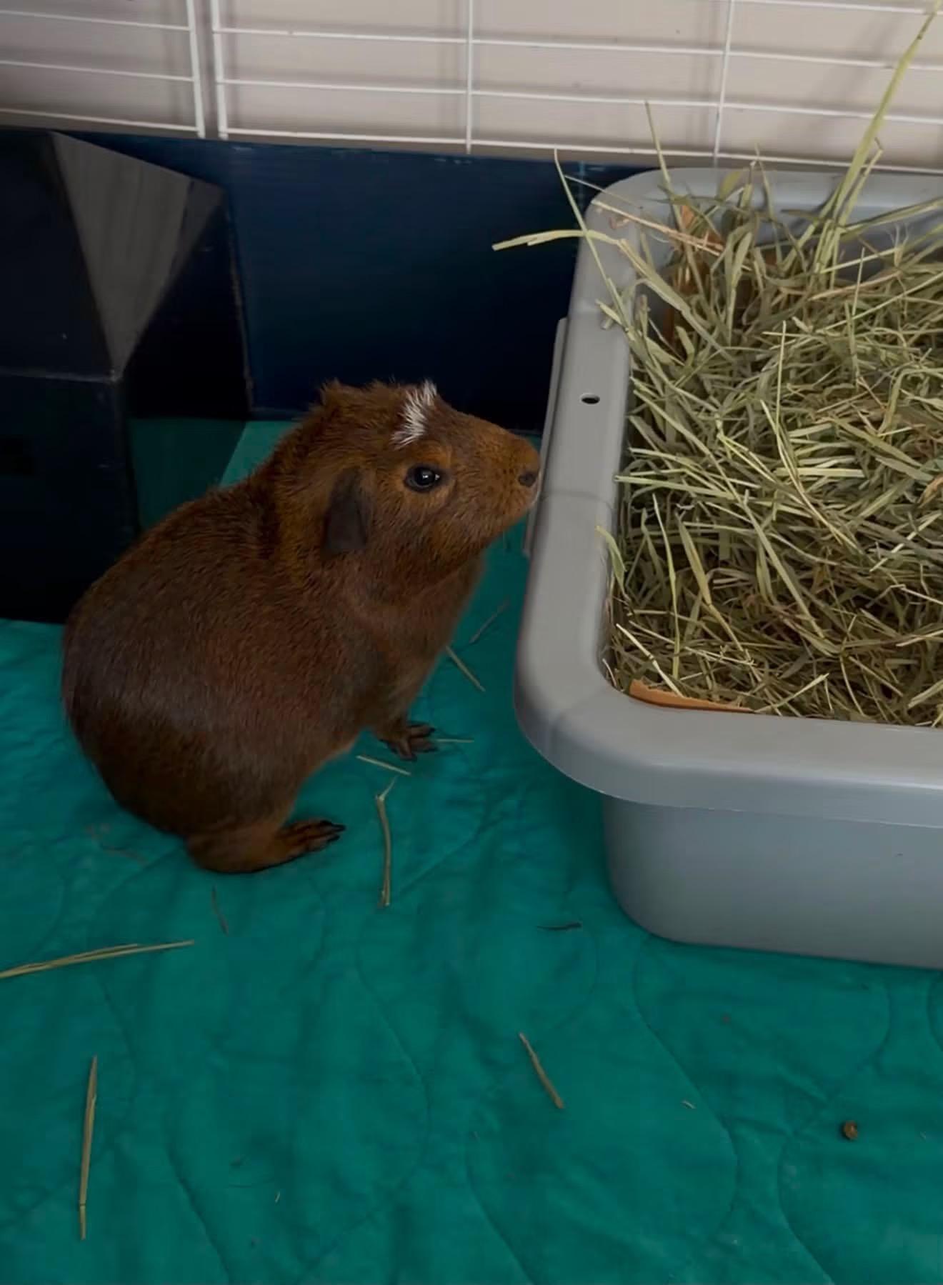 Chestnut, an adopted Short-Haired in Frederick, MD image 3/4