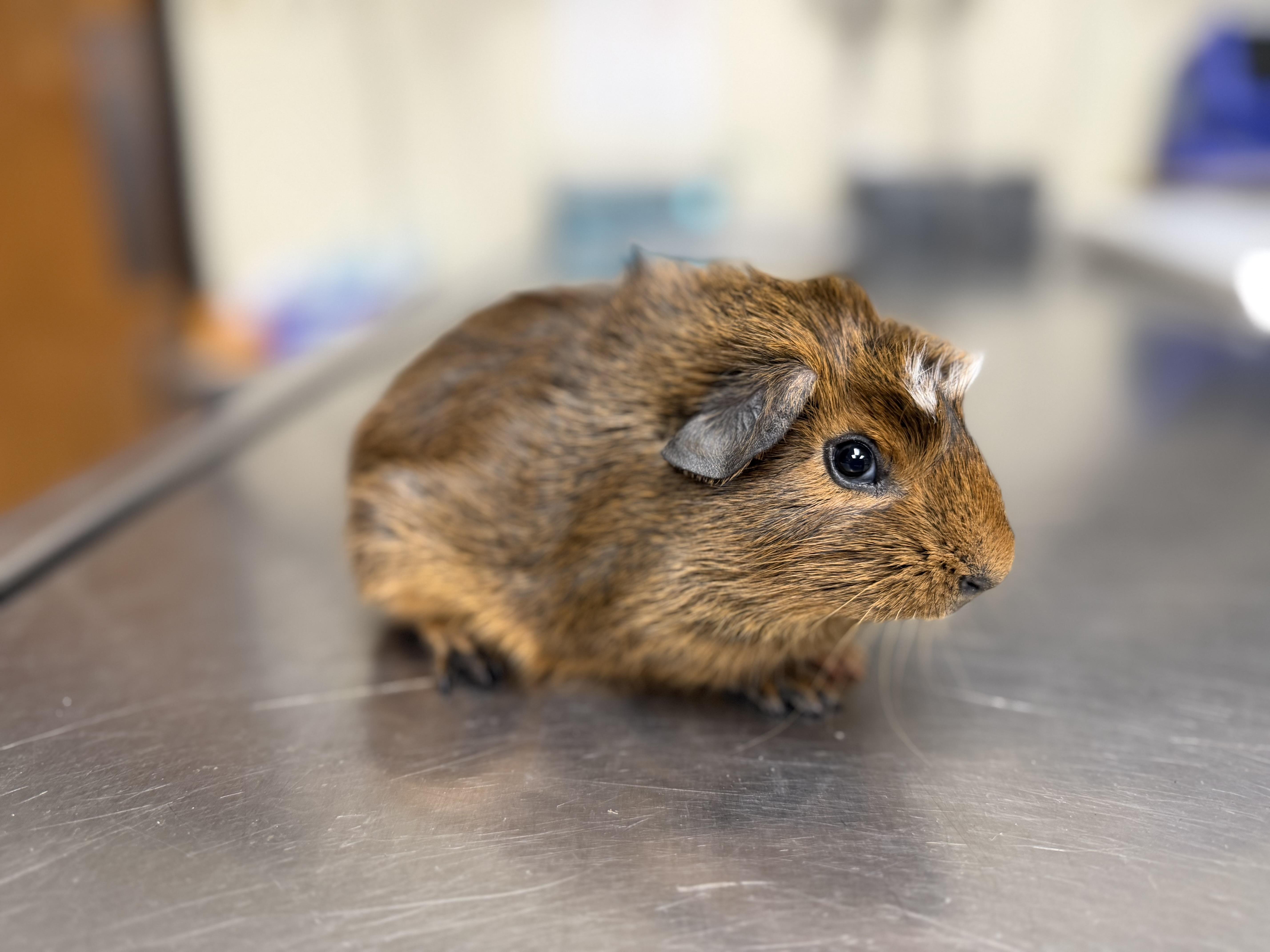 Chestnut, a ADOPTABLE Short-Haired in Frederick, MD image 2/4