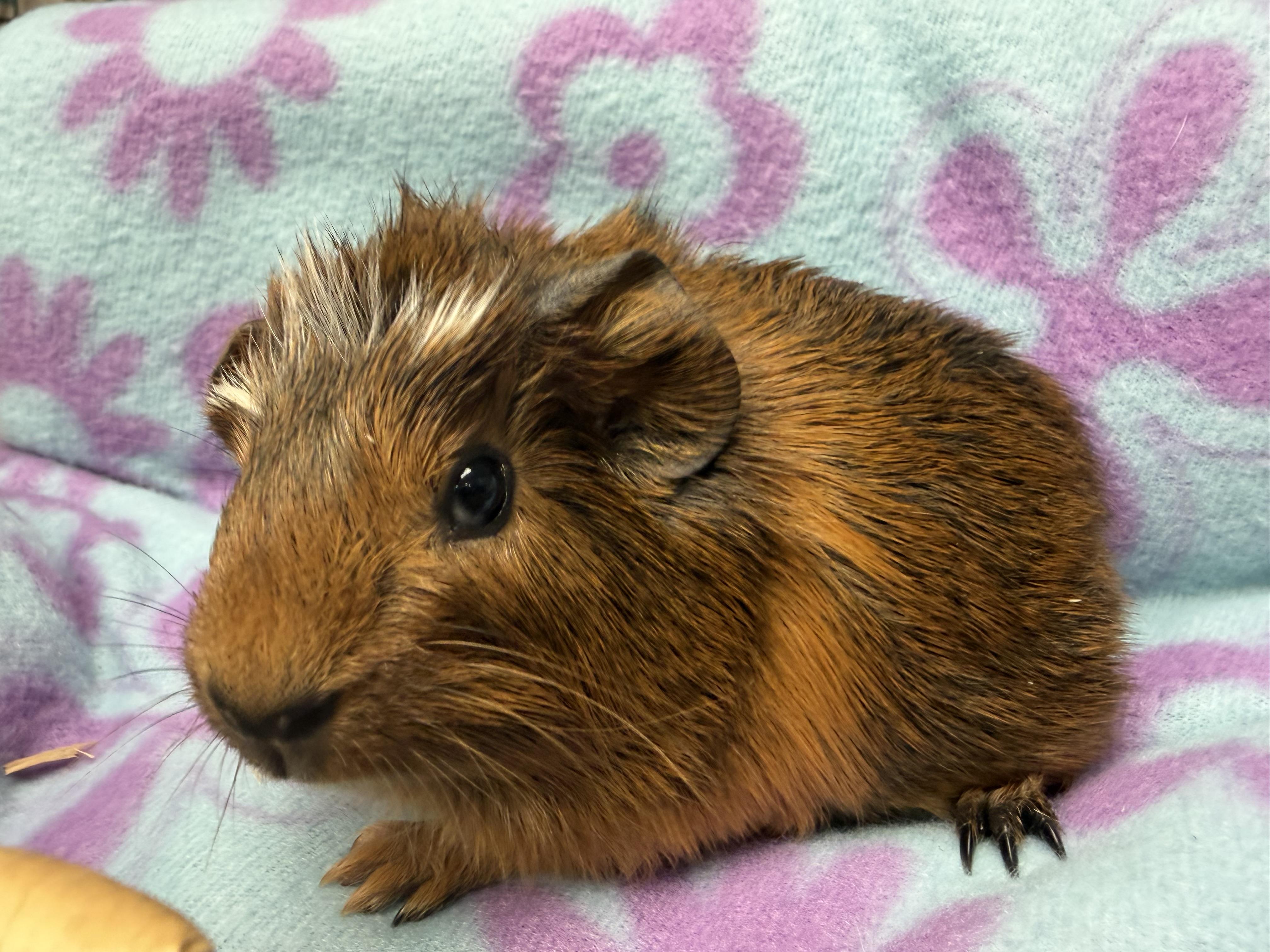Chestnut, a ADOPTABLE Short-Haired in Frederick, MD image 1/4