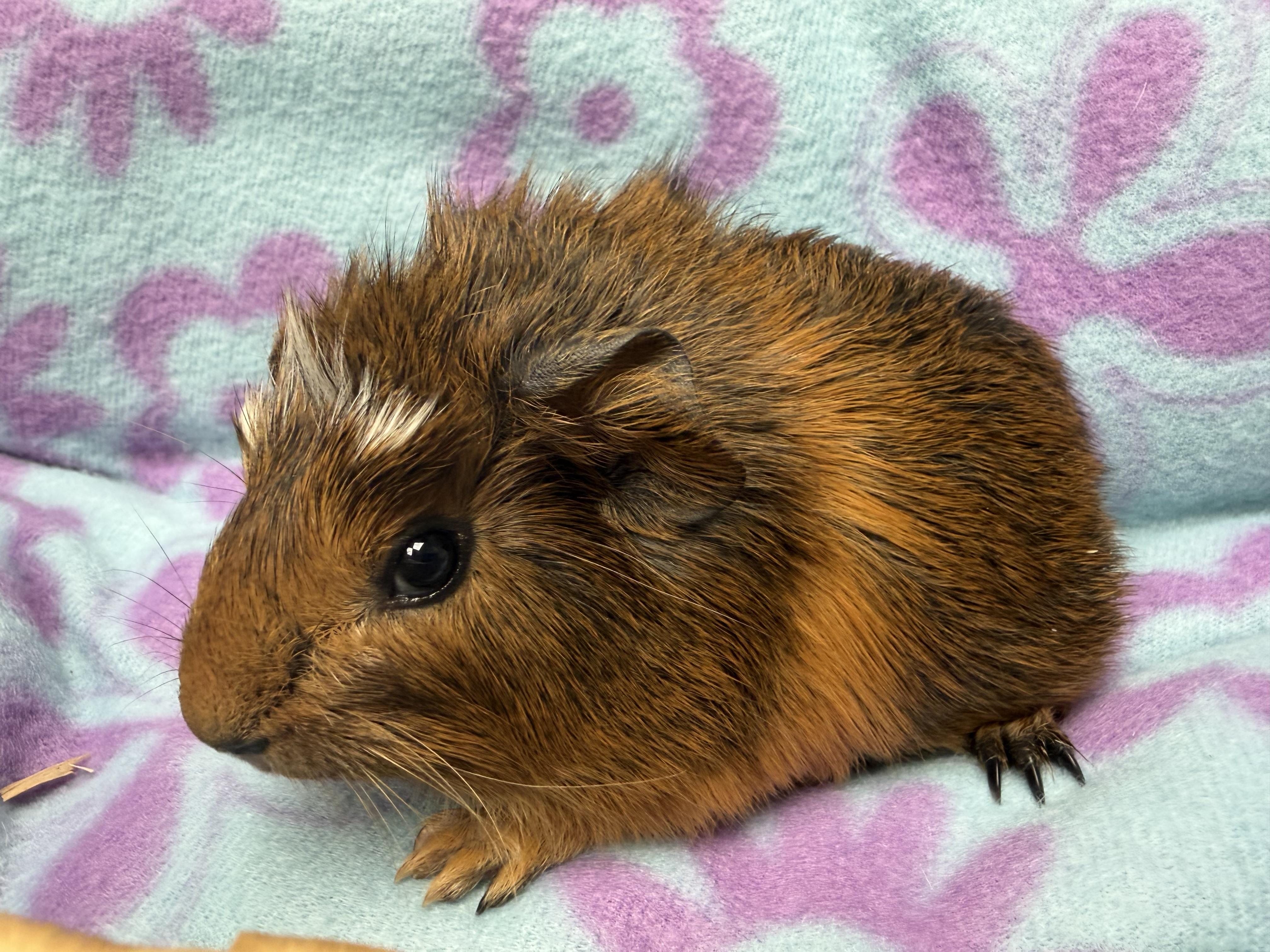 Chestnut, a ADOPTABLE Short-Haired in Frederick, MD image 3/4