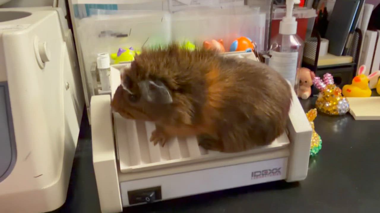 Enlarge Chestnut, a ADOPTABLE Short-Haired in Frederick, MD video 4/4