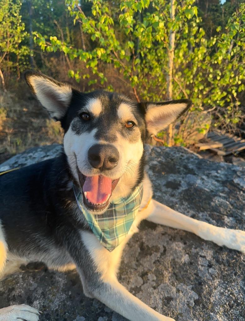 Todd, Adoptable, Adult Male Husky.