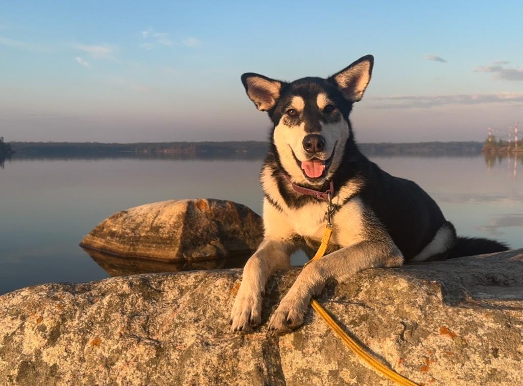 Todd, Adoptable, Adult Male Husky.