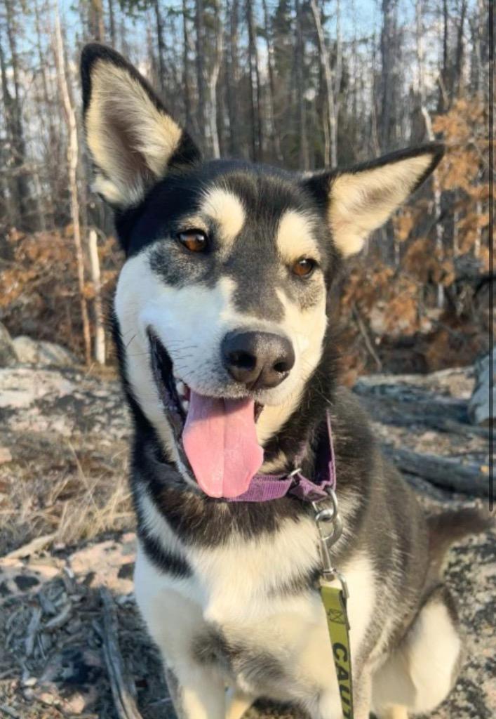 Todd, a Adoptable Husky in Yellowknife, NT image 2/6