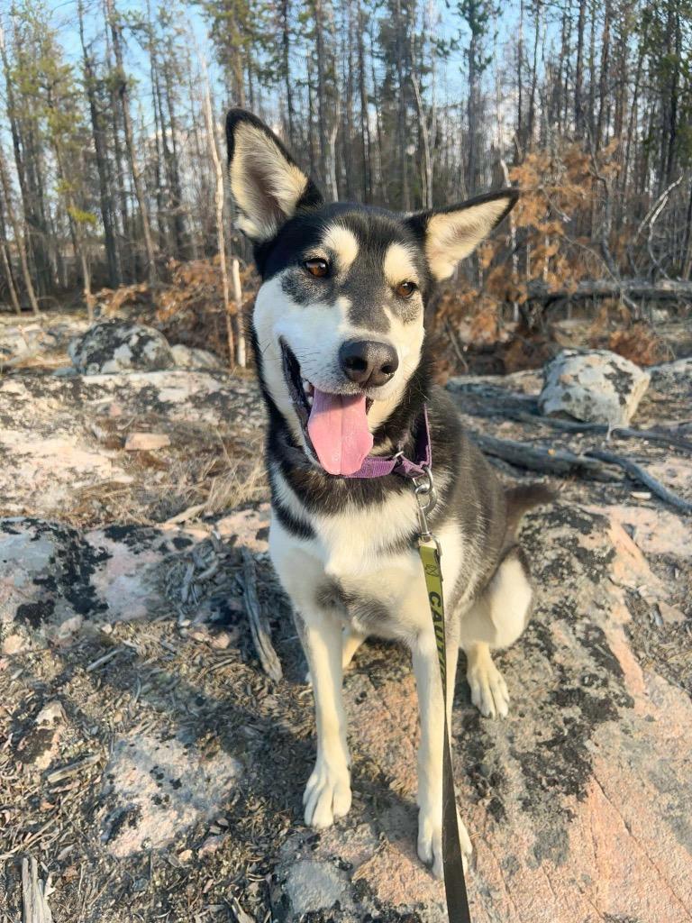 Todd, a Adoptable Husky in Yellowknife, NT image 3/6