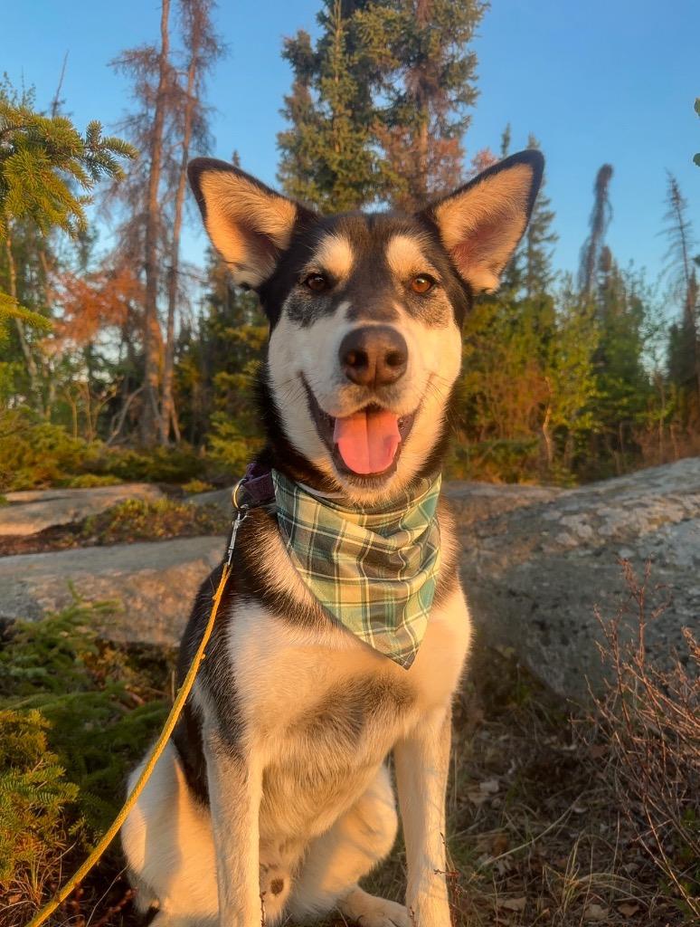Todd, a Adoptable Husky in Yellowknife, NT image 4/6