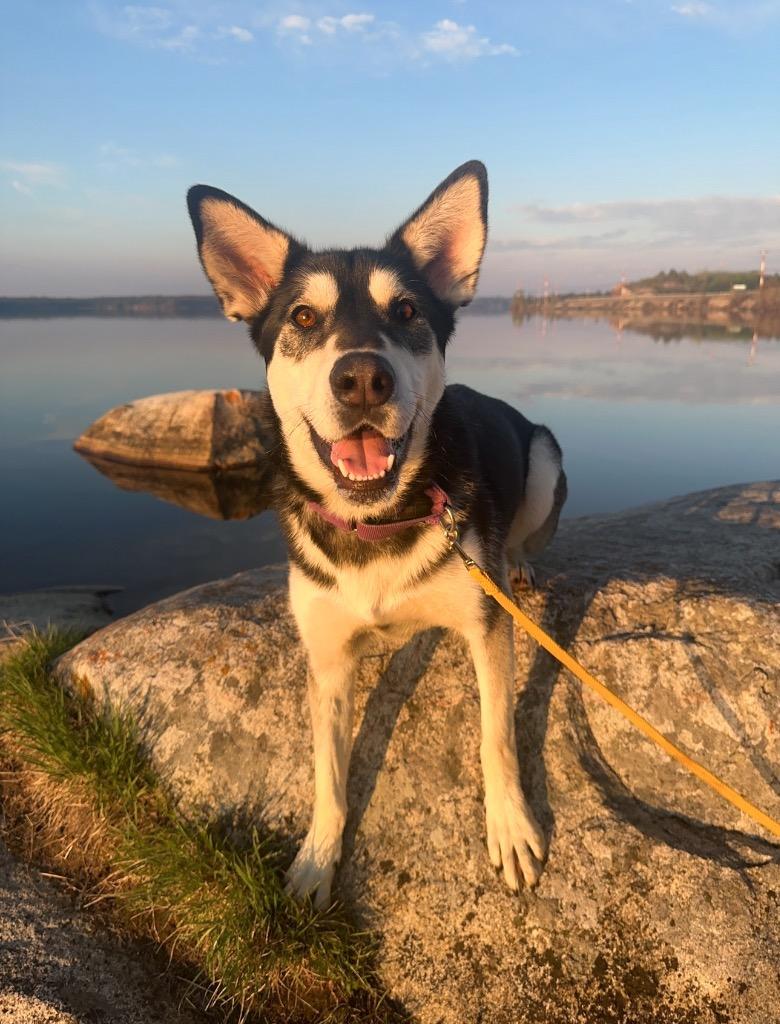Todd, a Adoptable Husky in Yellowknife, NT image 5/6