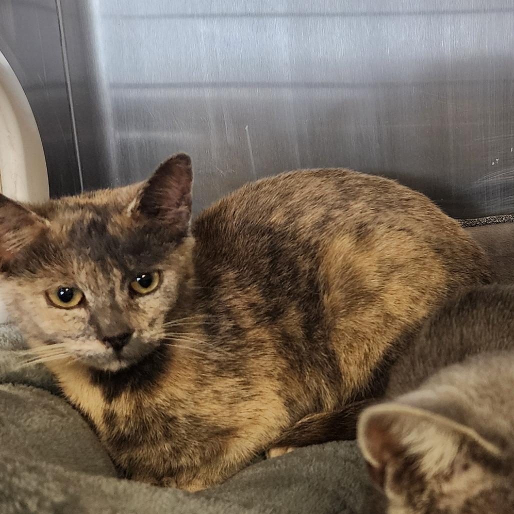 Enlarge Lexi, a Adoptable Domestic Short Hair in Evensville, TN image 1/1