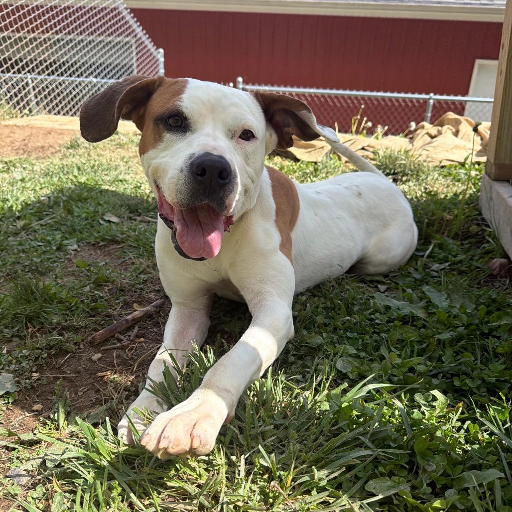 Chassi, Adoptable, Adult Female Pit Bull Terrier.