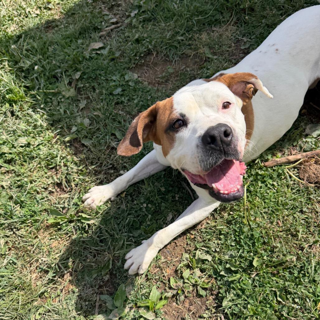 Enlarge Chassi, a Adoptable Pit Bull Terrier in Fairmont, WV image 2/6