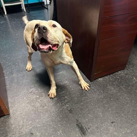 Chassi, Adoptable, Adult Female Pit Bull Terrier.