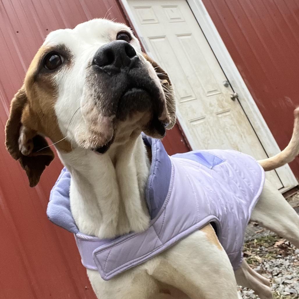 Enlarge Chassi, a Adoptable Pit Bull Terrier in Fairmont, WV image 2/2