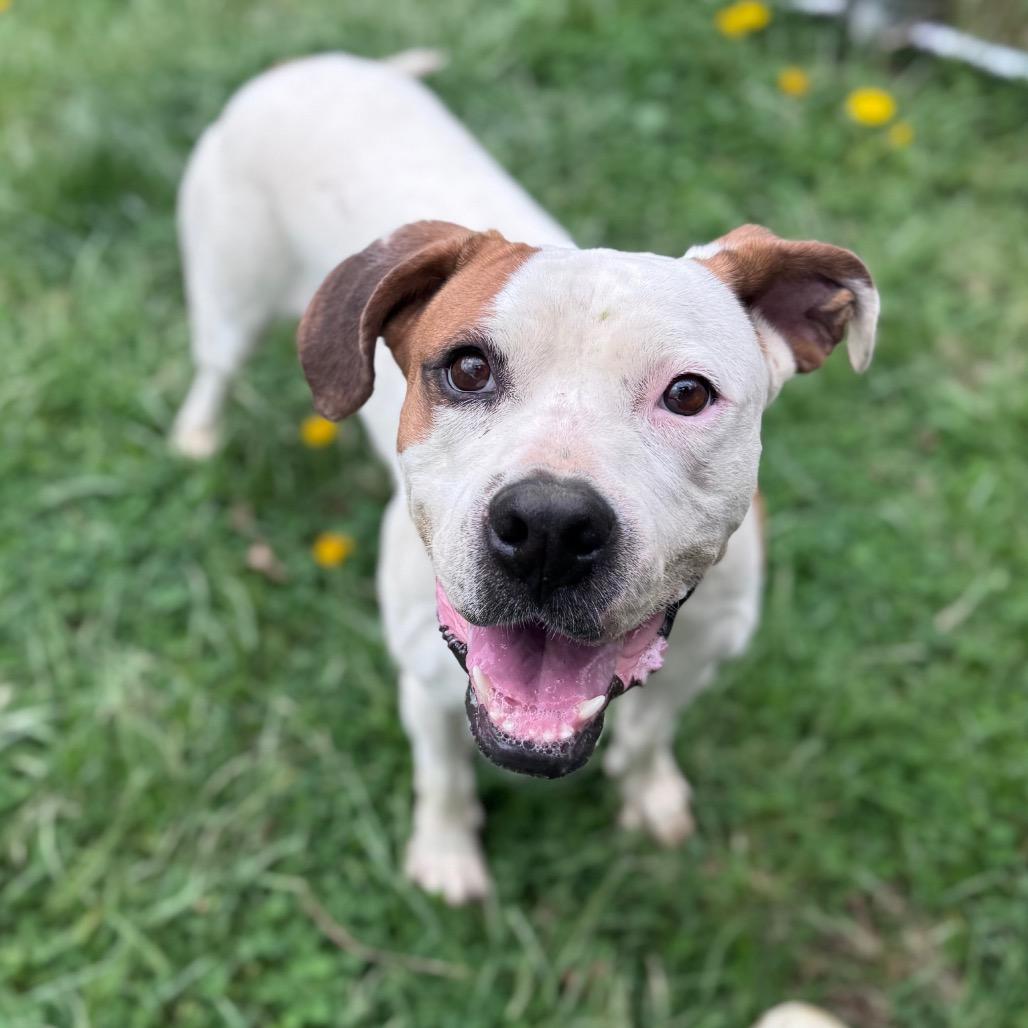 Enlarge Chassi, a Adoptable Pit Bull Terrier in Fairmont, WV image 2/2