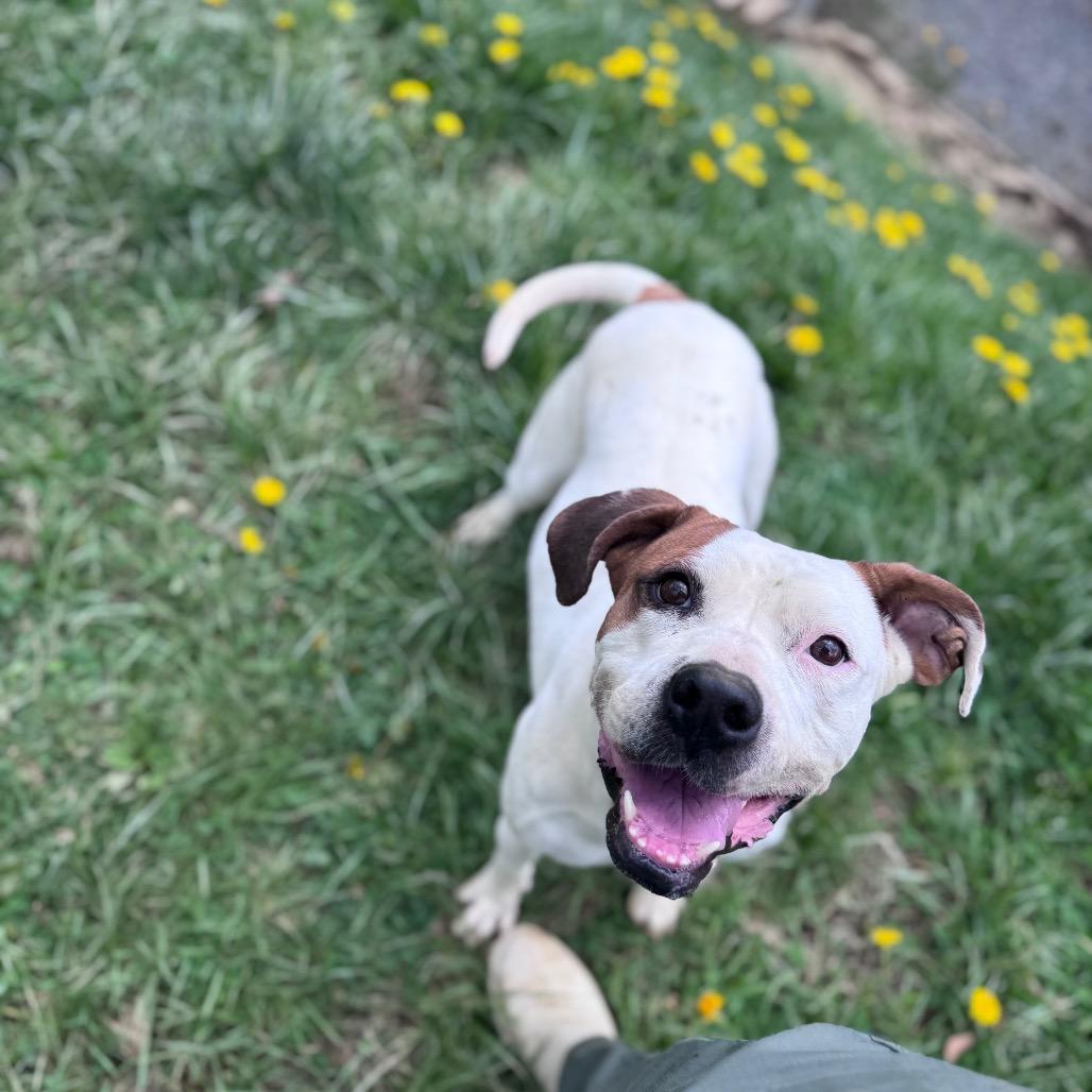 Enlarge Chassi, a Adoptable Pit Bull Terrier in Fairmont, WV image 5/6