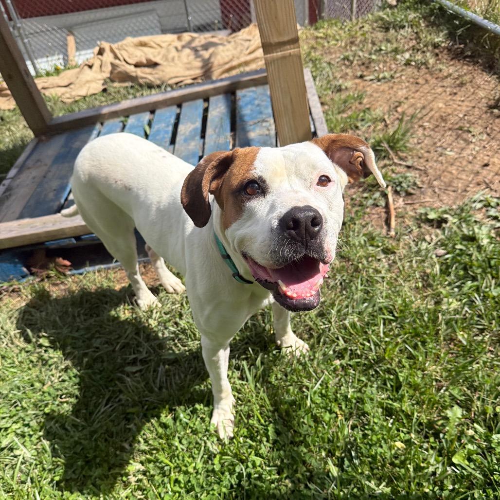 Enlarge Chassi, a Adoptable Pit Bull Terrier in Fairmont, WV image 6/6