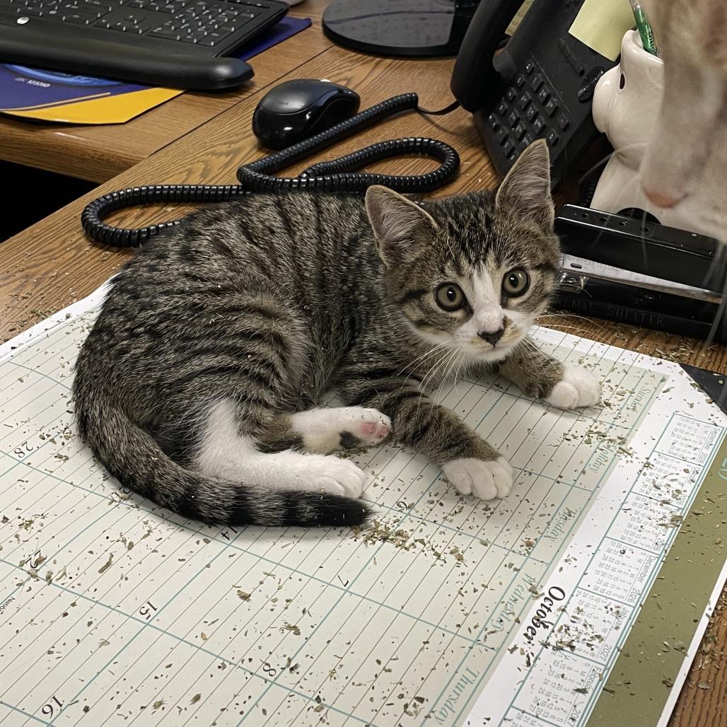 Boots, Adoptable, Kitten Male Domestic Short Hair.