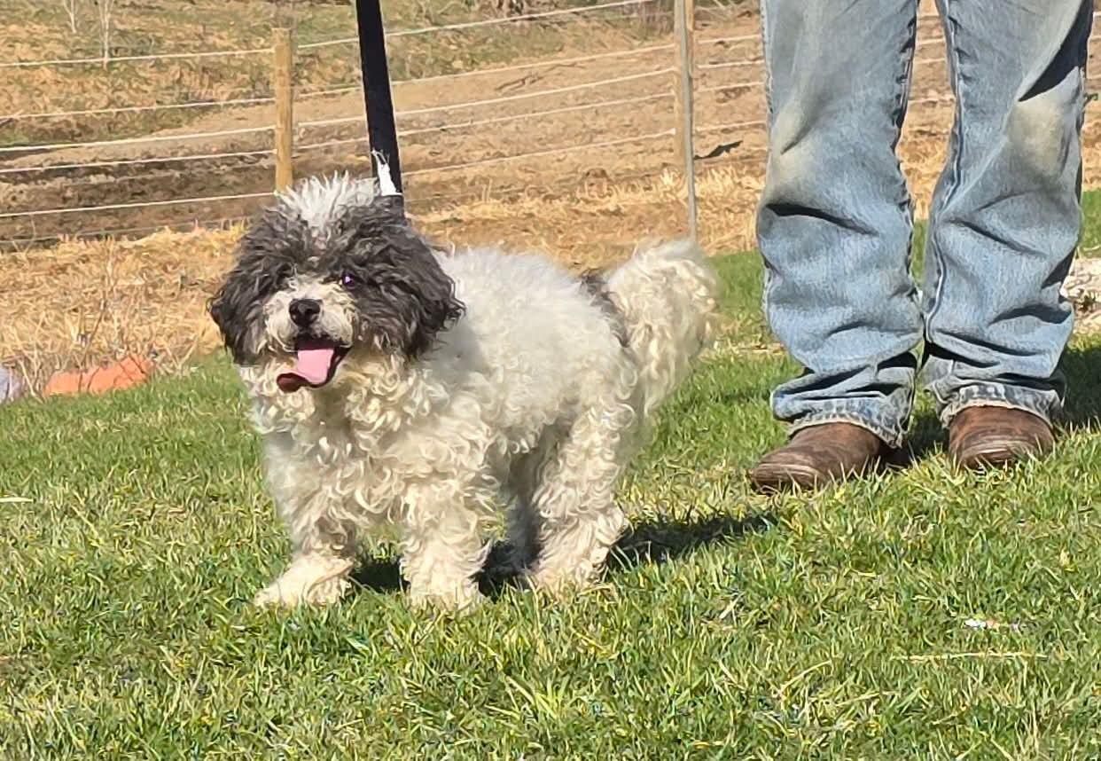 Enlarge Caleb, a ADOPTABLE mixed breed in Decatur, IN image 1/1