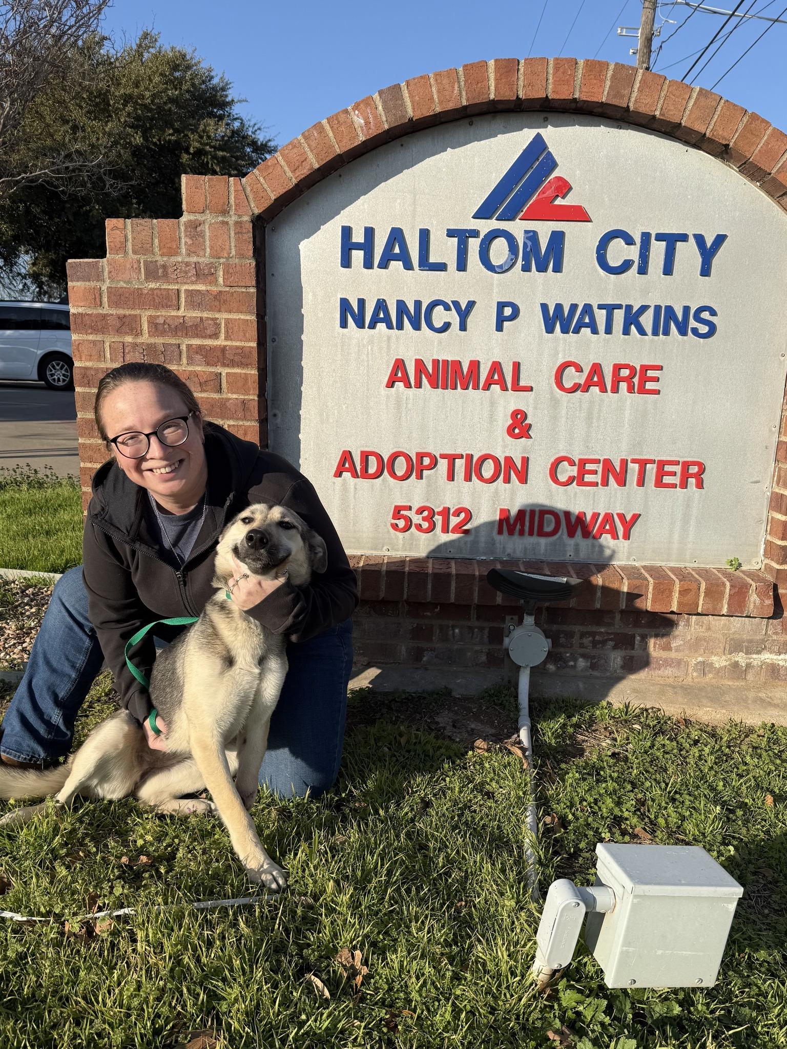 Enlarge Sparkle, a ADOPTABLE German Shepherd Dog in Dallas, TX image 6/6