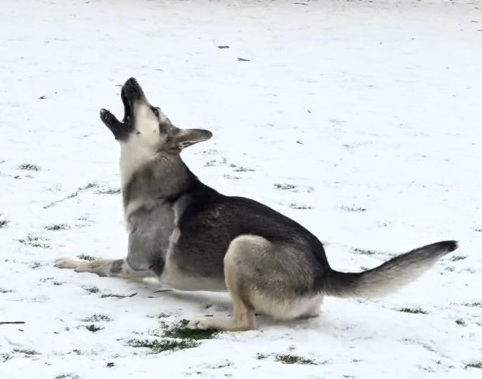 Enlarge Sparkle, a ADOPTABLE German Shepherd Dog in Dallas, TX image 4/6